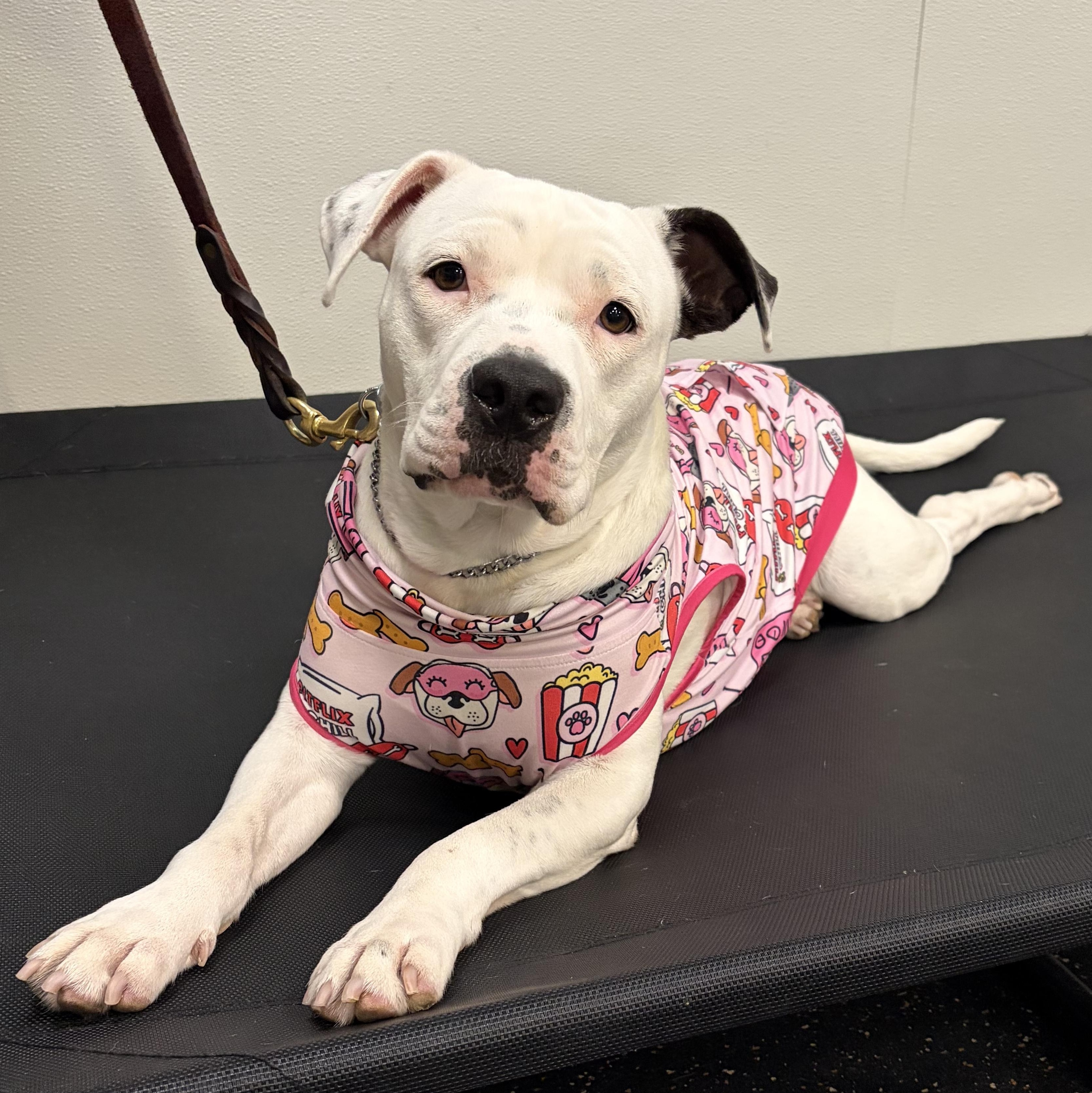 Pinkie, Adoptable, Young Female American Bully & American Bulldog.
