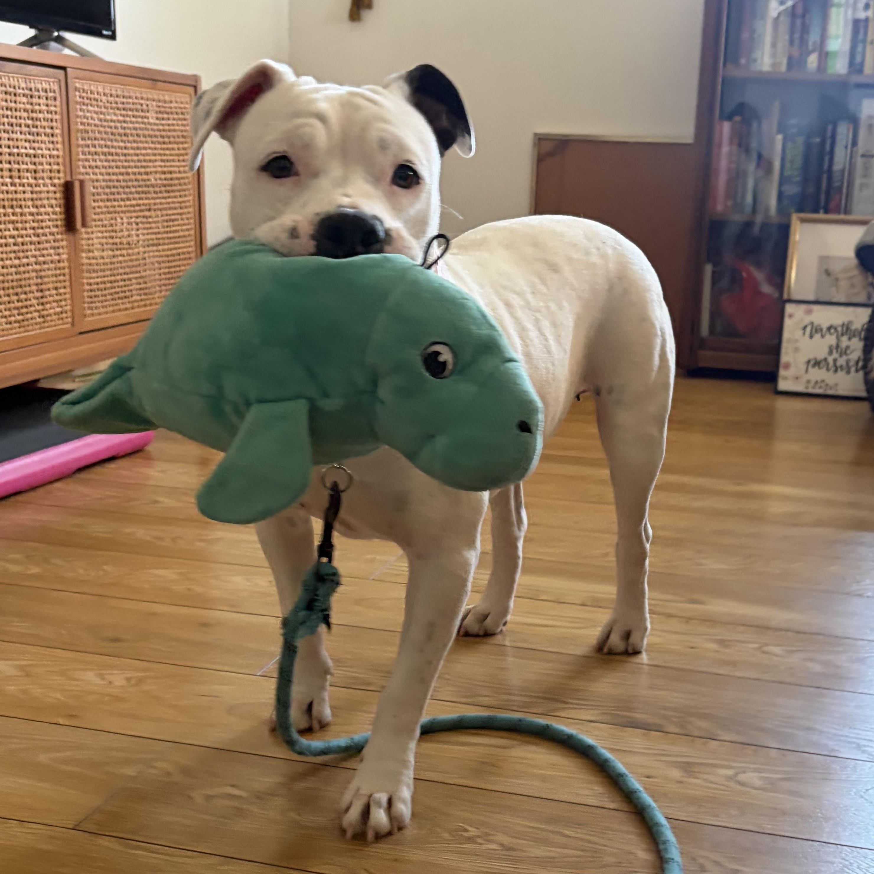 Enlarge Pinkie, a Adoptable mixed breed in Las Vegas, NV image 2/6