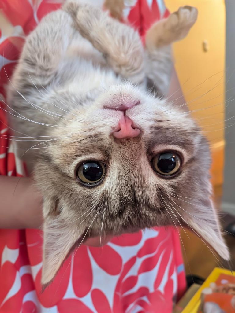Stella, Adoptable, Kitten Female Domestic Short Hair.