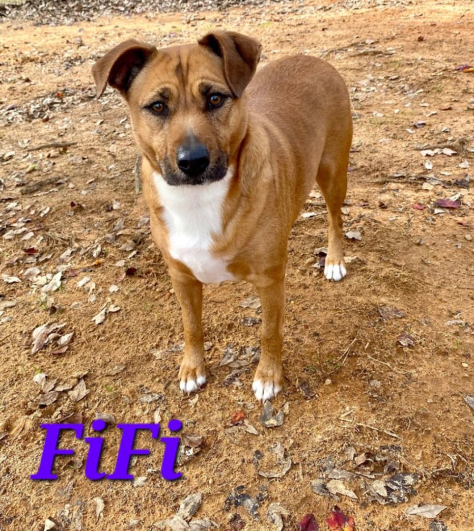 FiFi
