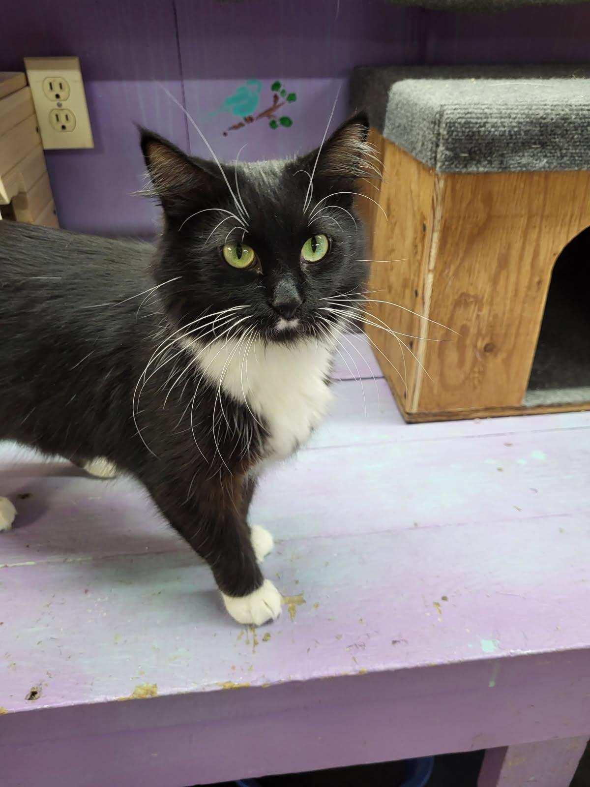 Enlarge Lola, a Adoptable Domestic Medium Hair in Faribault, MN image 1/1