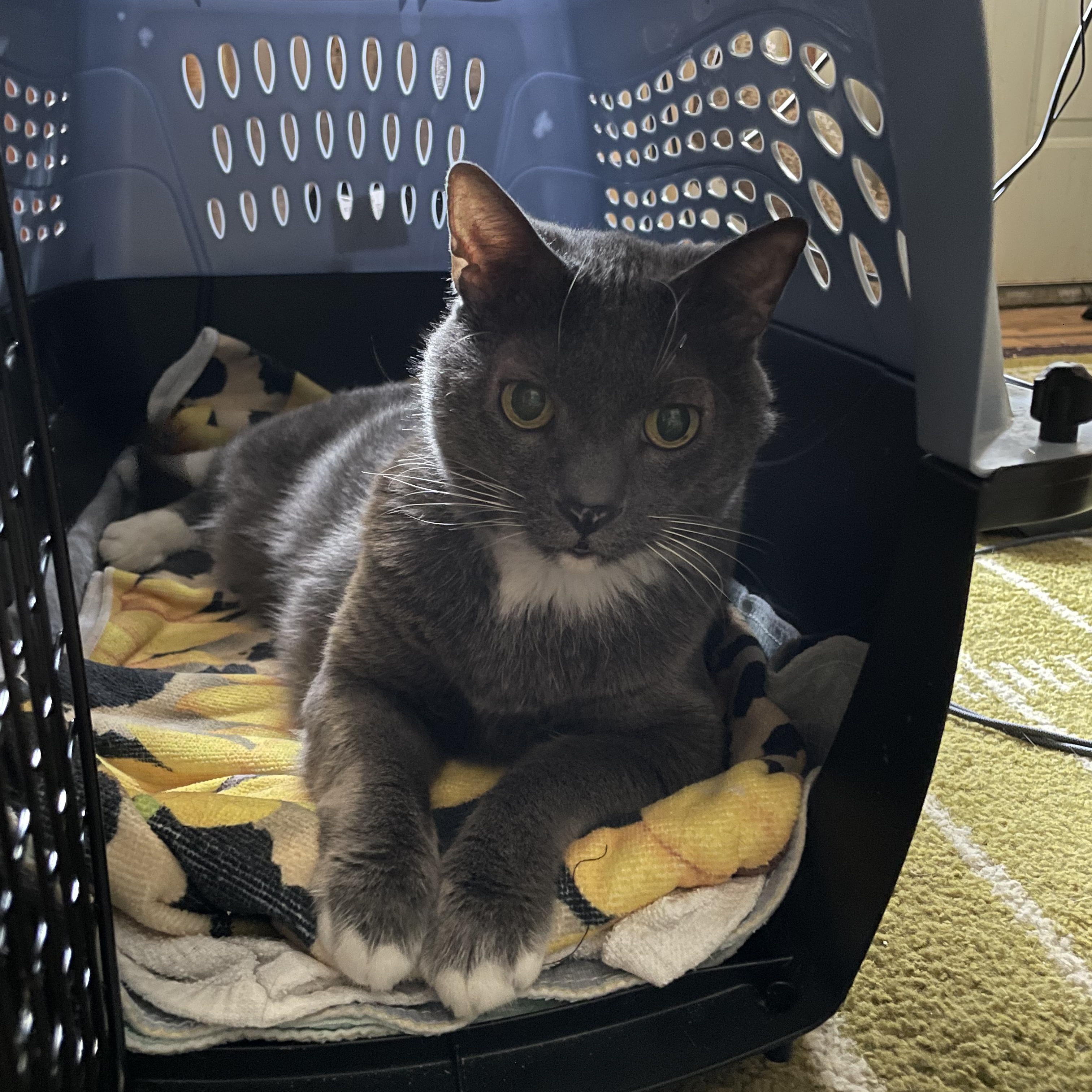 Enlarge Ashes, a Adoptable Tuxedo in brooklyn, NY image 3/3