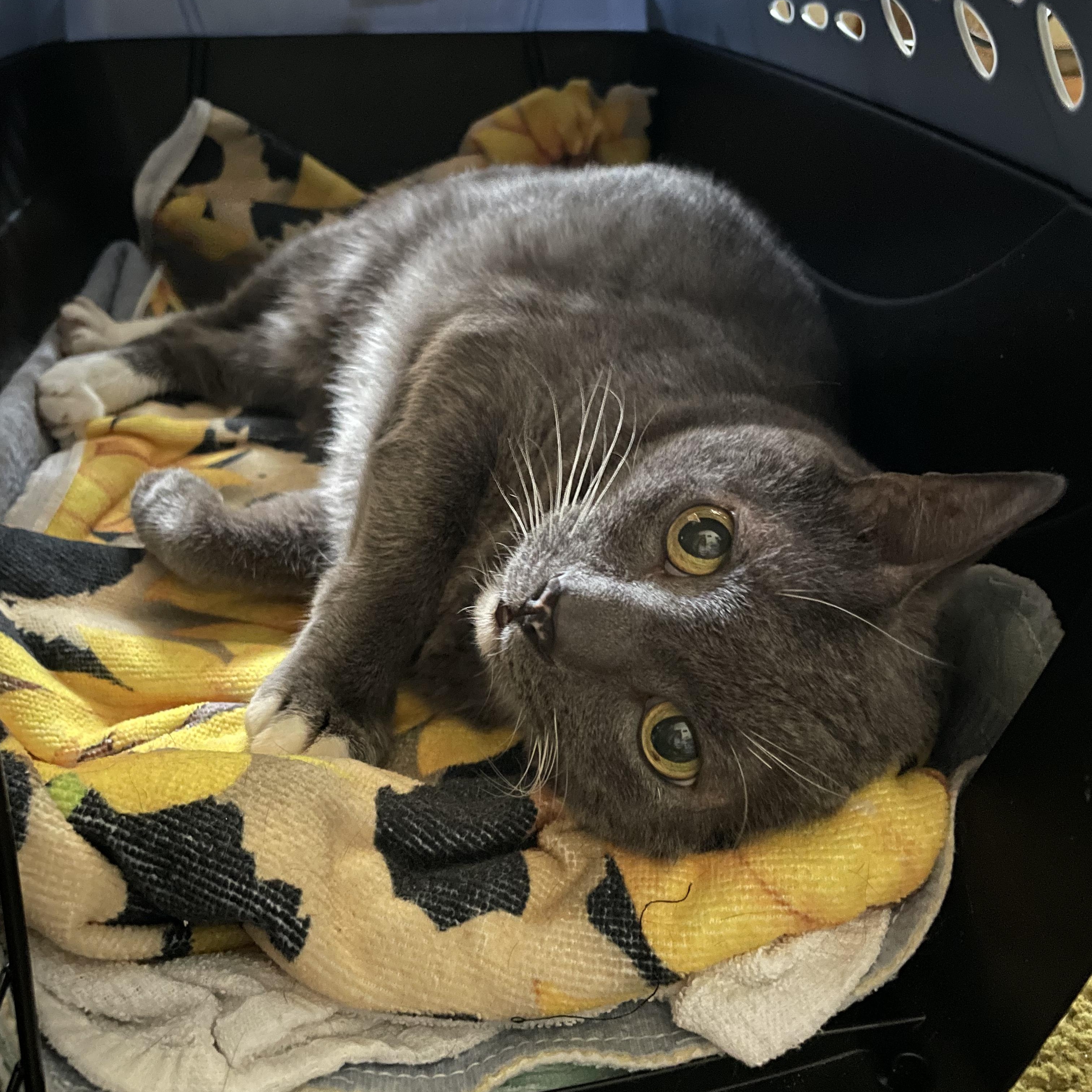 Enlarge Ashes, a Adoptable Tuxedo in brooklyn, NY image 1/3