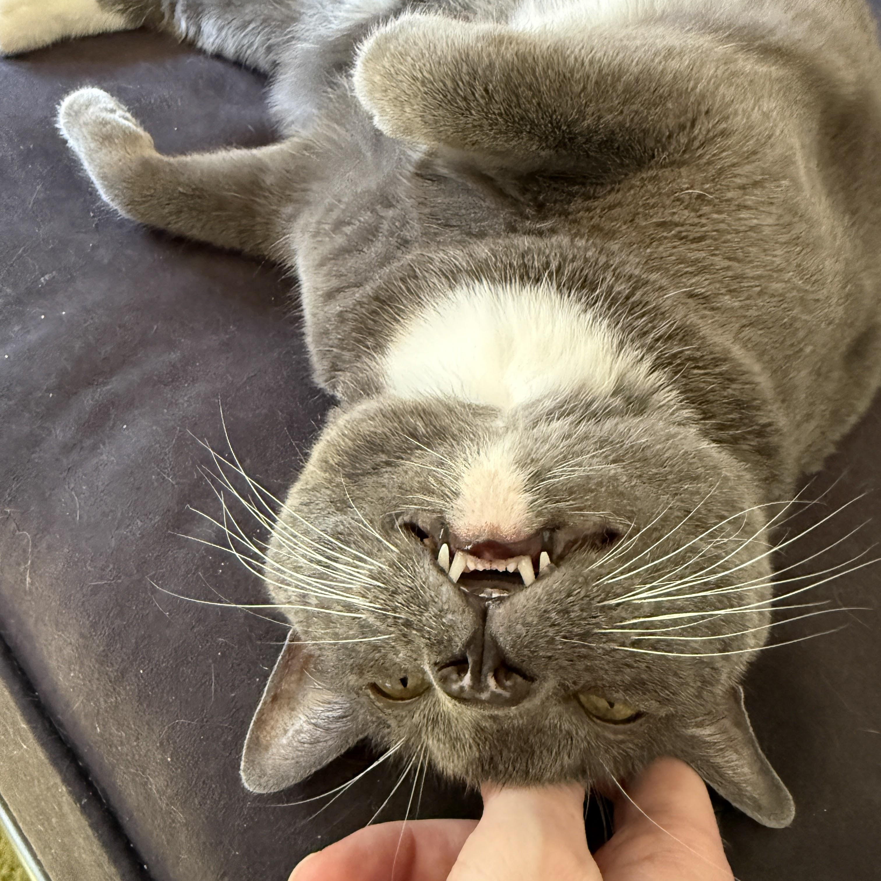 Enlarge Ashes, a Adoptable Domestic Short Hair in brooklyn, NY image 2/5