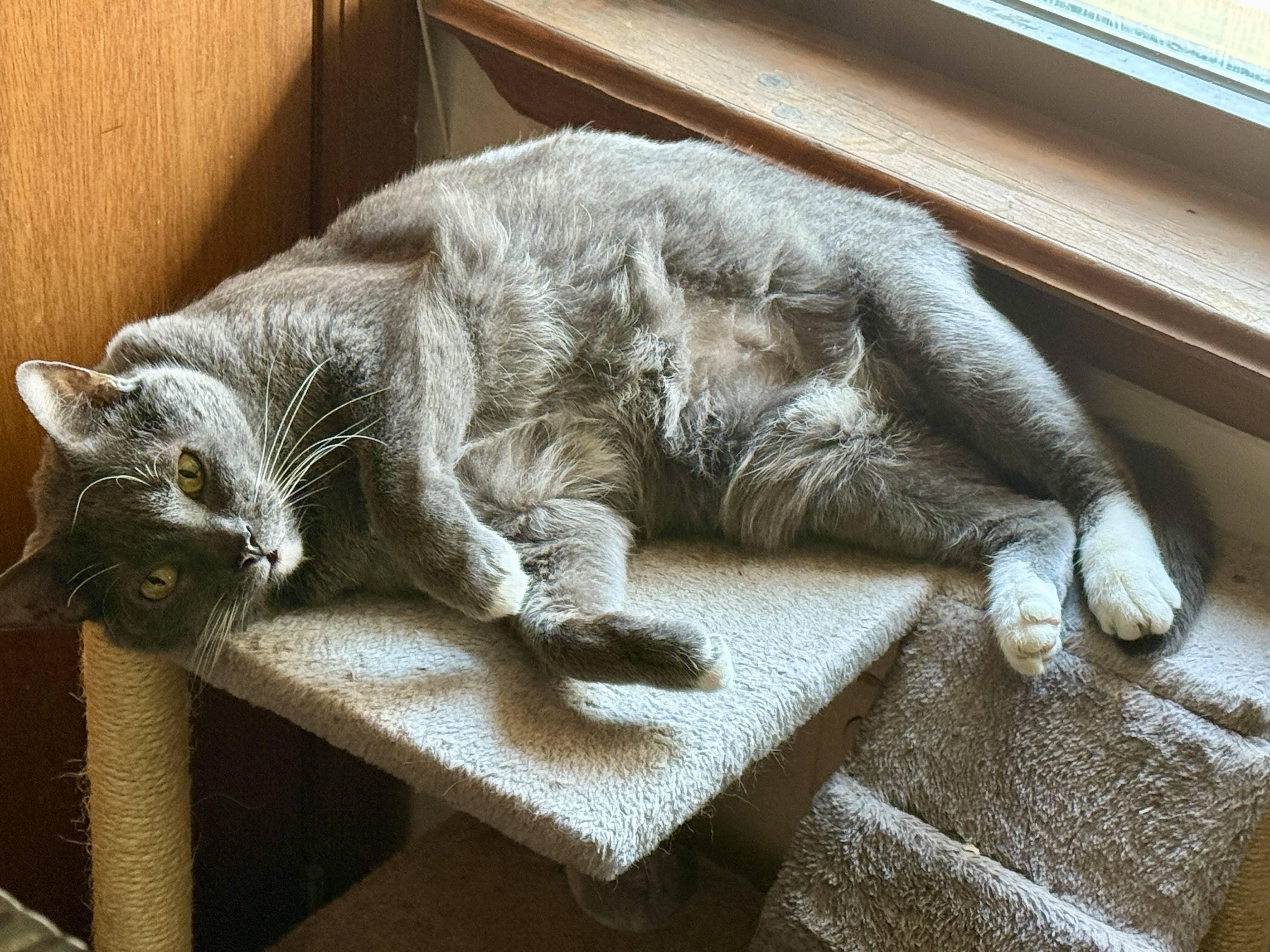 Enlarge Ashes, a Adoptable Domestic Short Hair in brooklyn, NY image 1/5