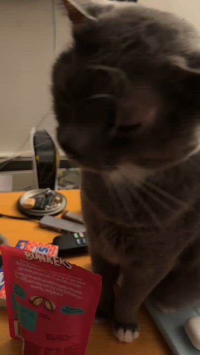 Enlarge Ashes, a Adoptable Tuxedo in brooklyn, NY video 2/3