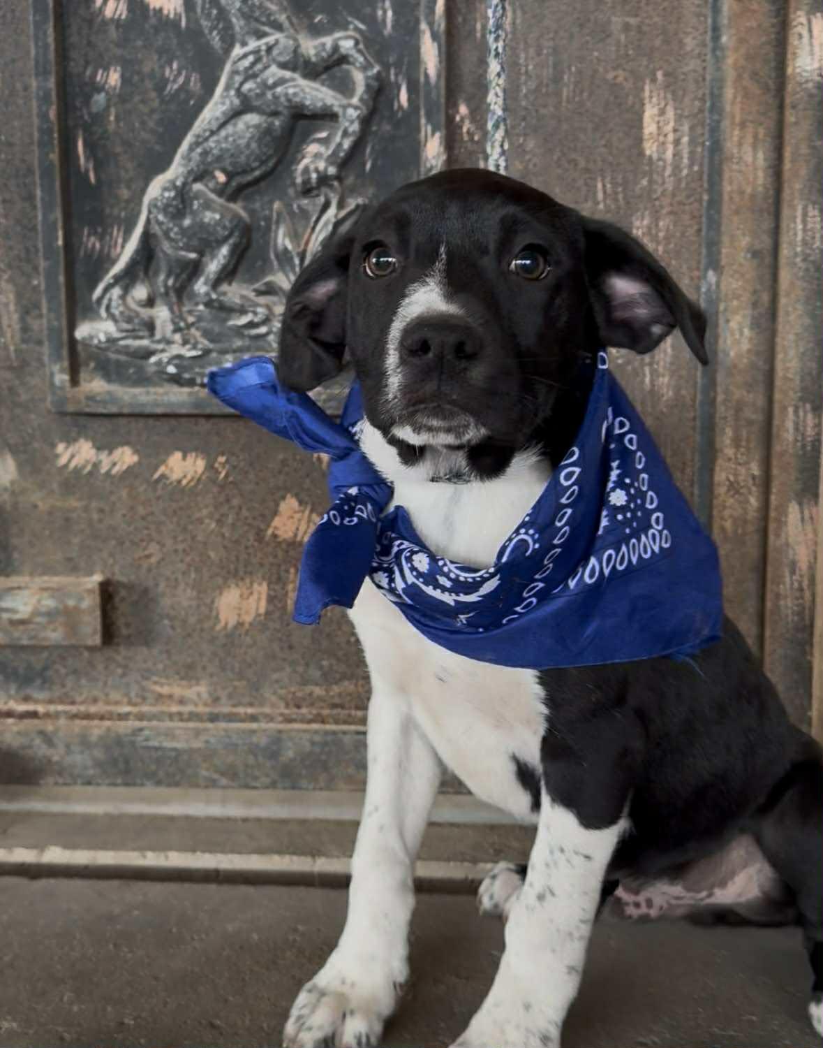 Enlarge Harry, a ADOPTABLE mixed breed in Paramus, NJ image 5/6