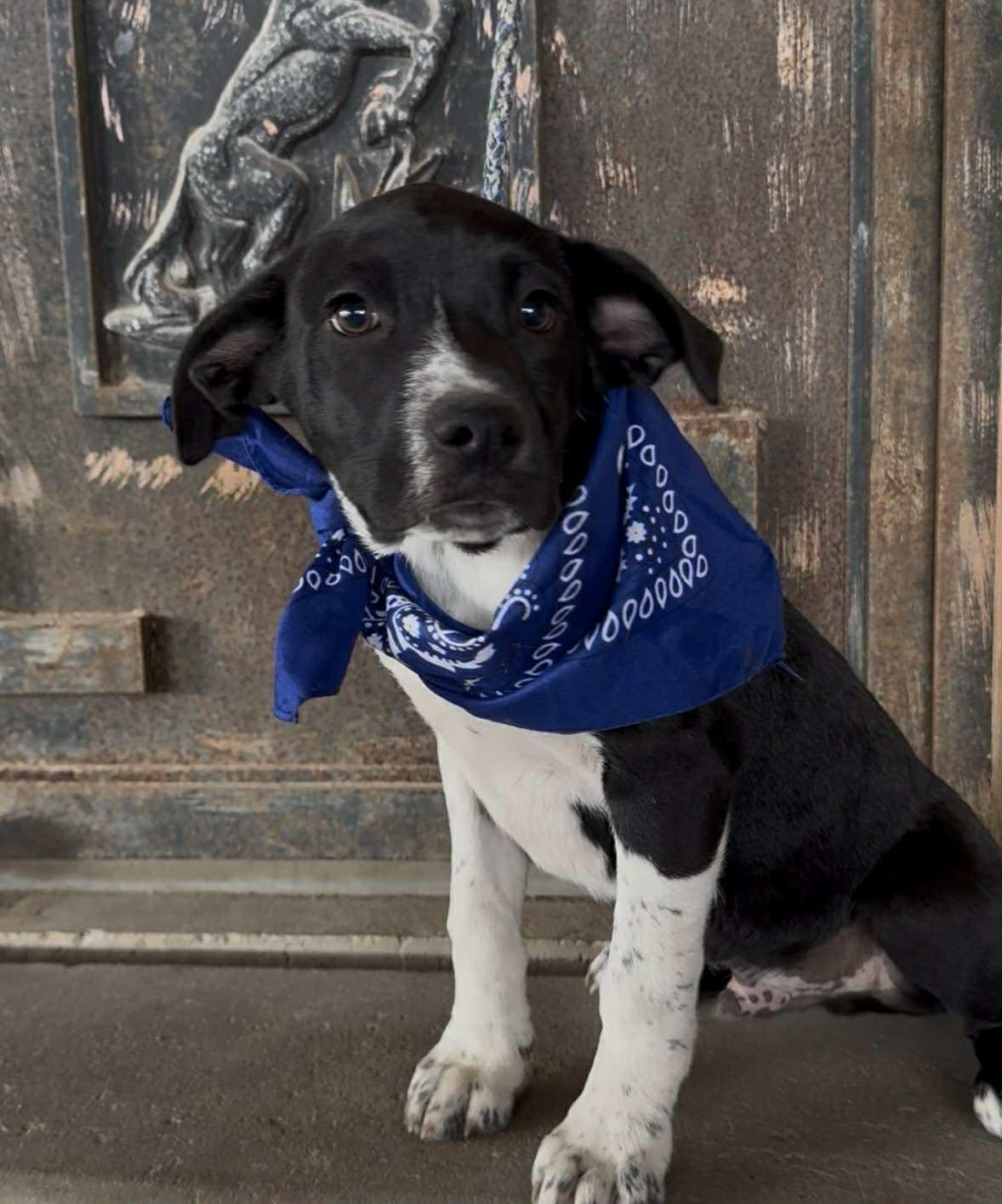 Enlarge Harry, a ADOPTABLE mixed breed in Paramus, NJ image 3/6