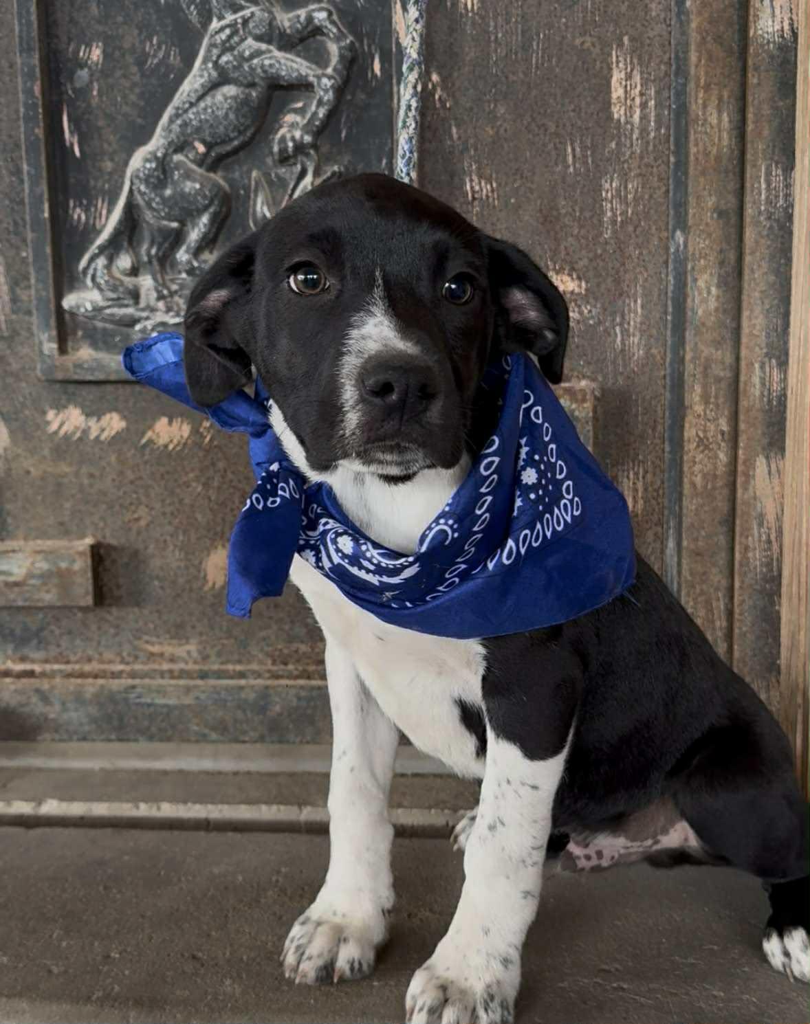 Enlarge Harry, a ADOPTABLE mixed breed in Paramus, NJ image 4/6