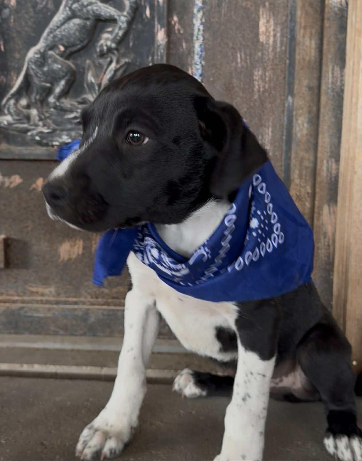 Enlarge Harry, a ADOPTABLE mixed breed in Paramus, NJ image 6/6