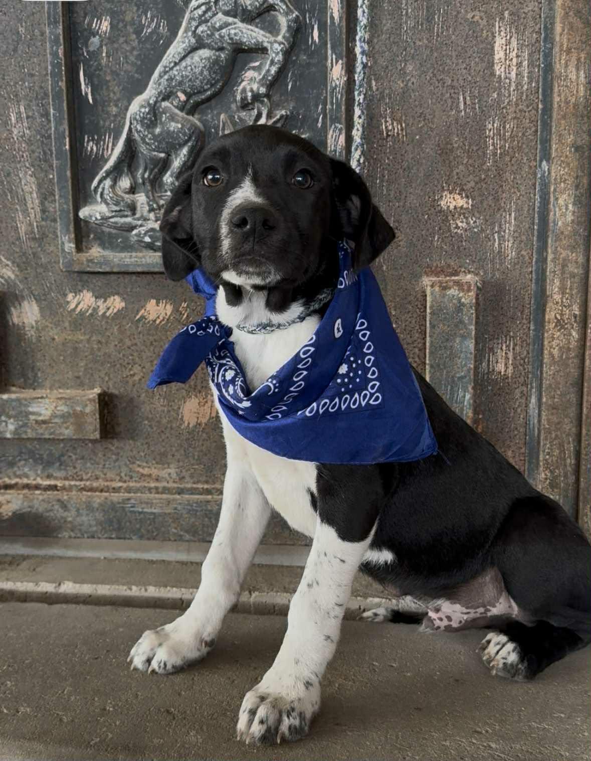 Harry, ADOPTABLE, Puppy Male Hound.