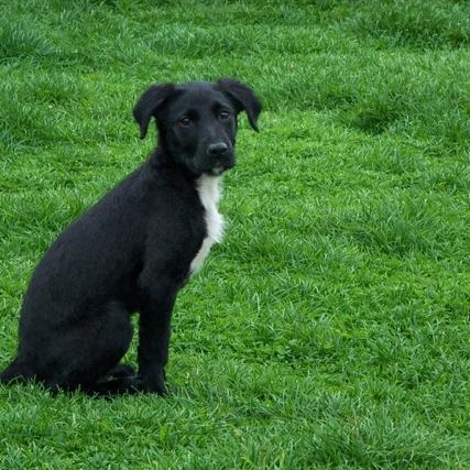 Okra Lee — thumbnail 2