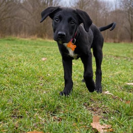 Okra Lee — thumbnail 3