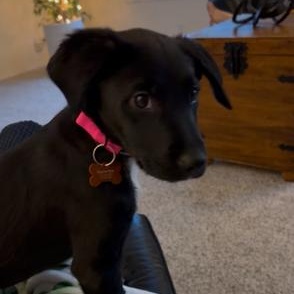 Okra Lee — thumbnail 4