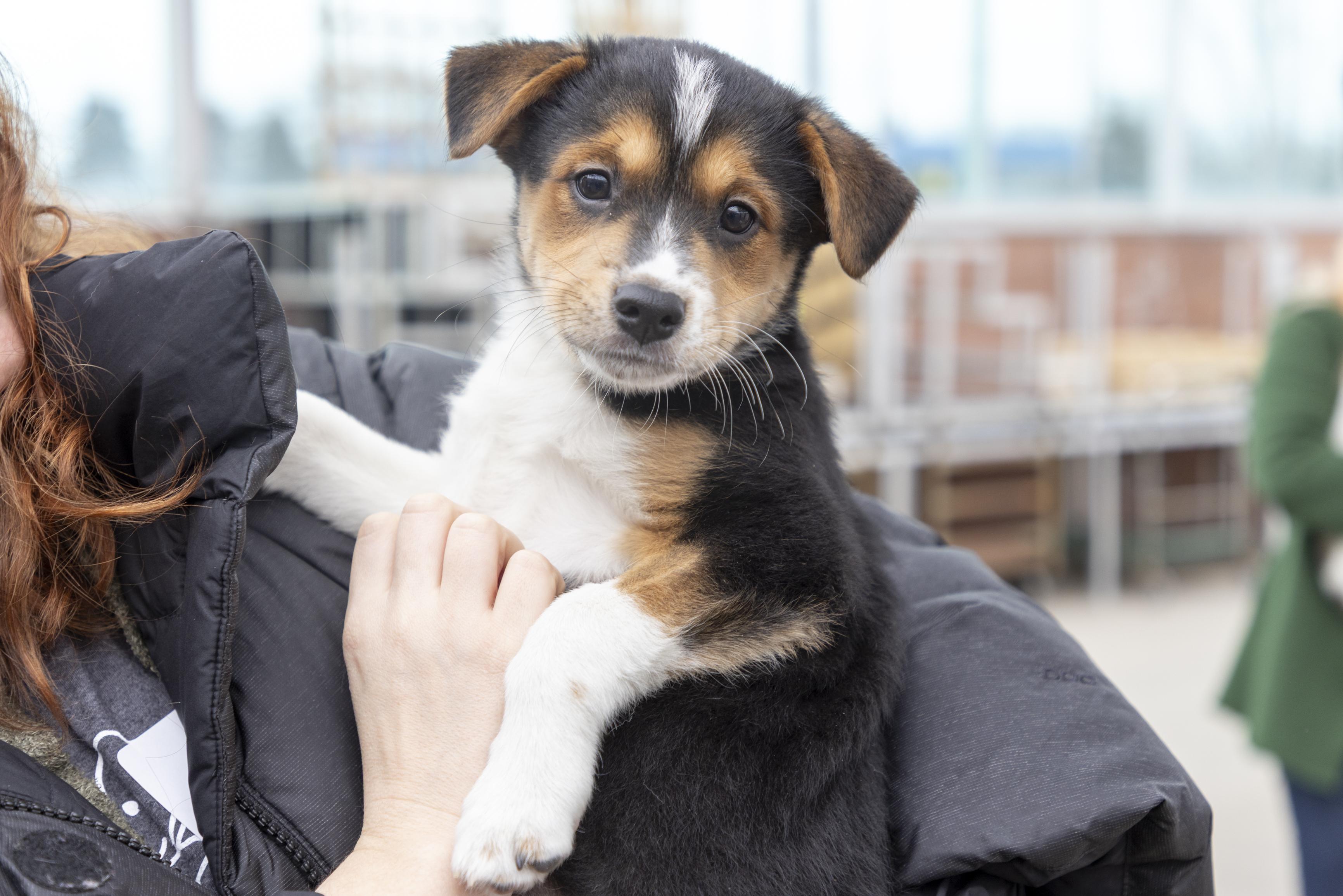 Enlarge Daria, a ADOPTABLE mixed breed in Minneapolis, MN image 2/6