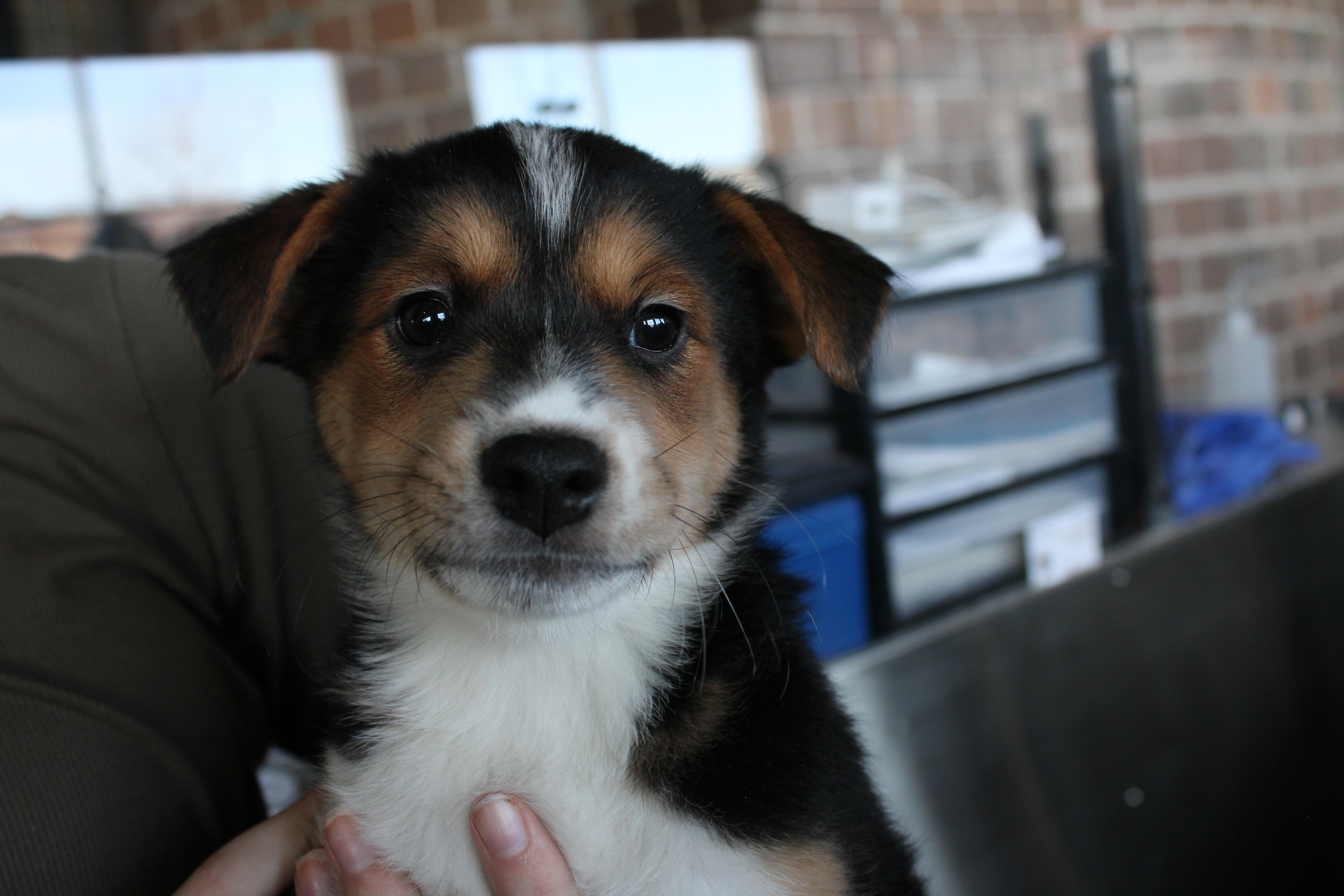 Enlarge Daria, a ADOPTABLE mixed breed in Minneapolis, MN image 6/6