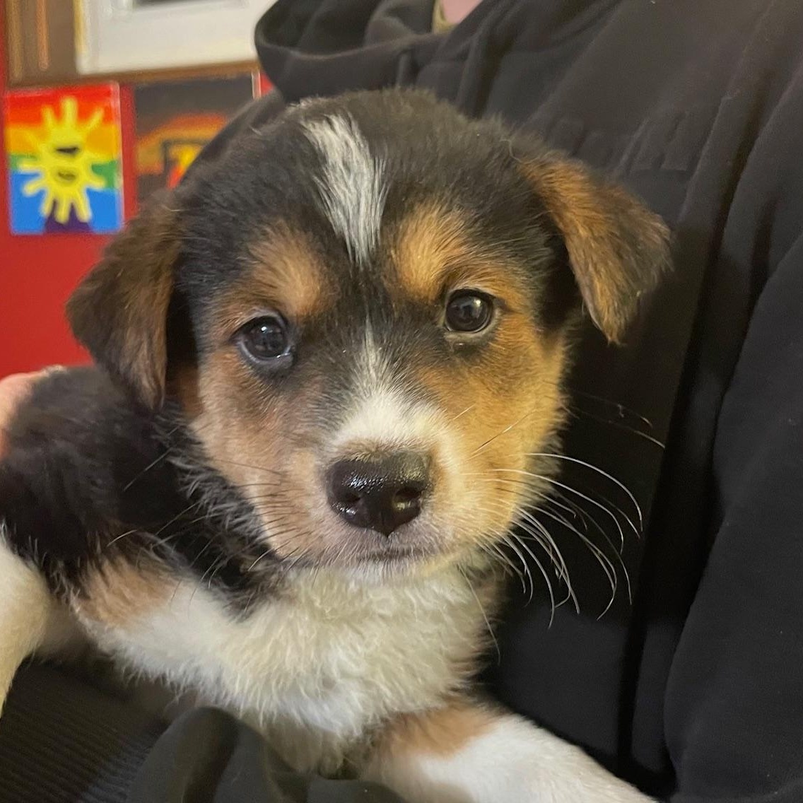 Enlarge Daria, a ADOPTABLE mixed breed in Minneapolis, MN image 3/6