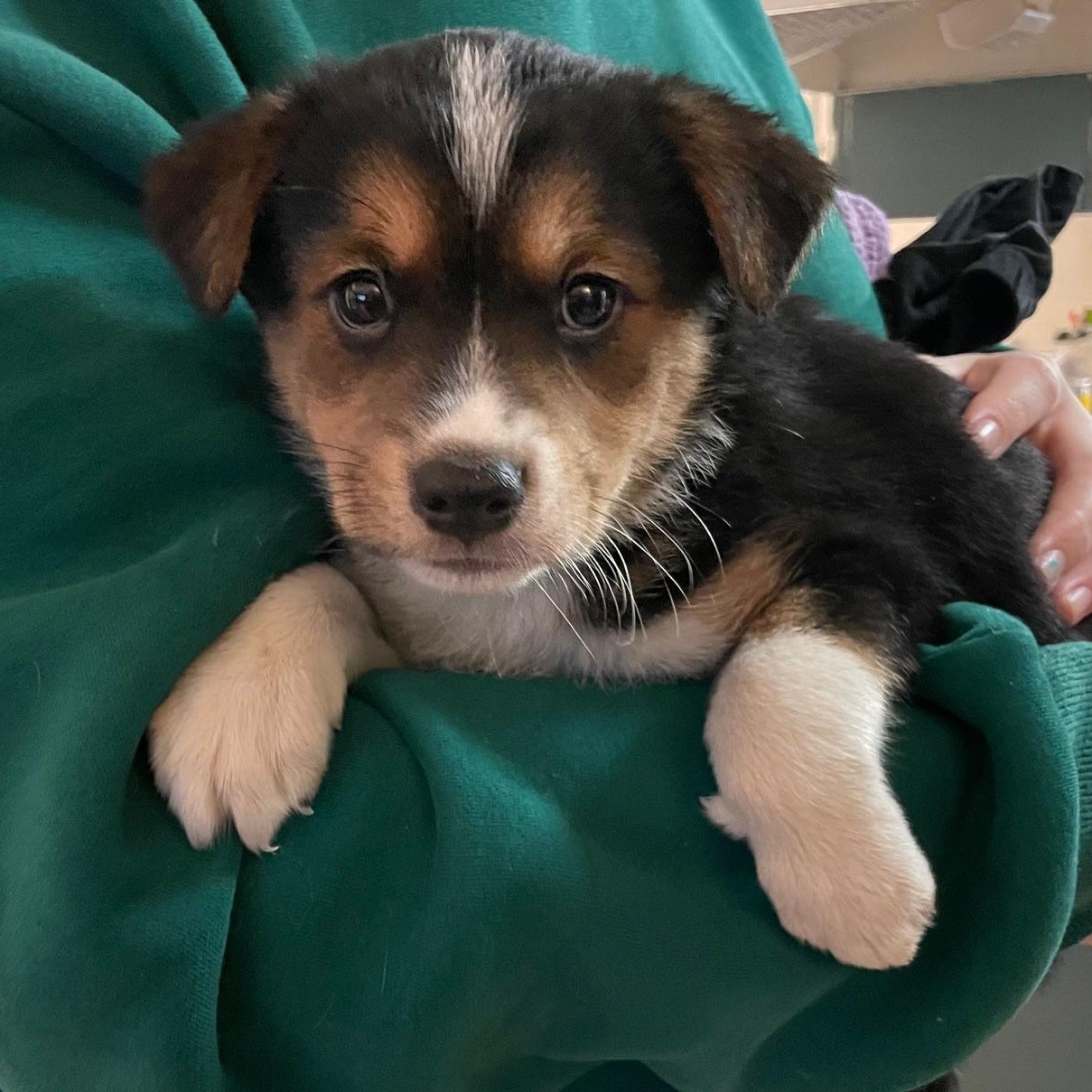 Enlarge Daria, a ADOPTABLE mixed breed in Minneapolis, MN image 4/6