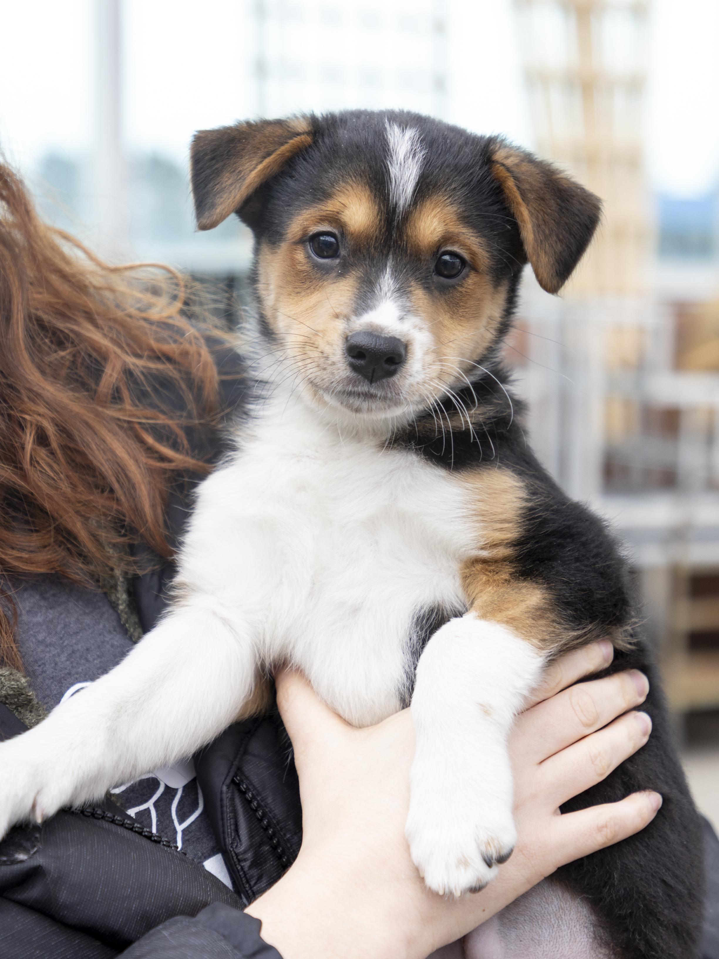 Enlarge Daria, a ADOPTABLE mixed breed in Minneapolis, MN image 1/6