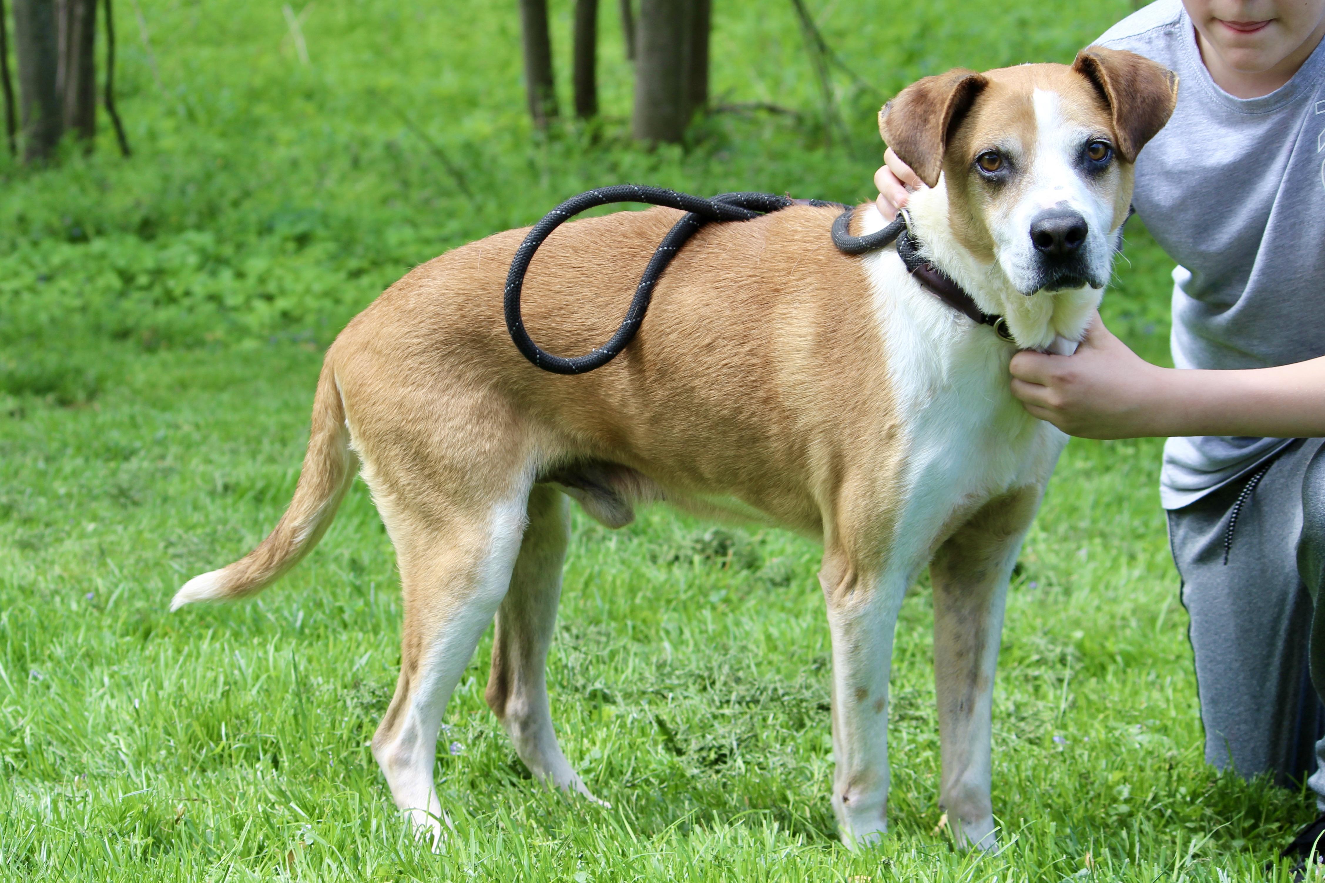 Enlarge ARCHIE, a Adopted Mixed Breed in Brazil, IN image 3/4