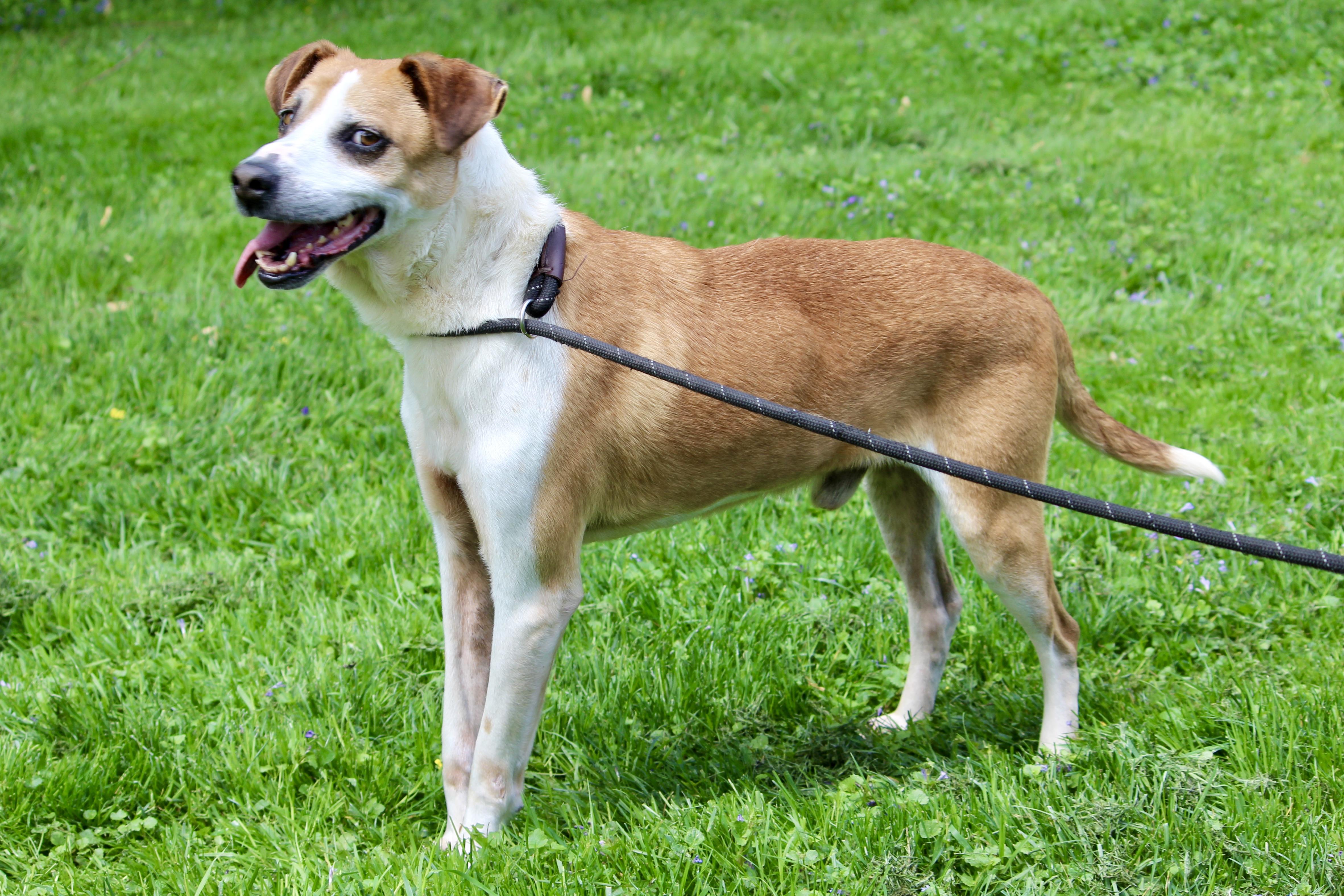 Enlarge ARCHIE, a Adopted Mixed Breed in Brazil, IN image 4/4