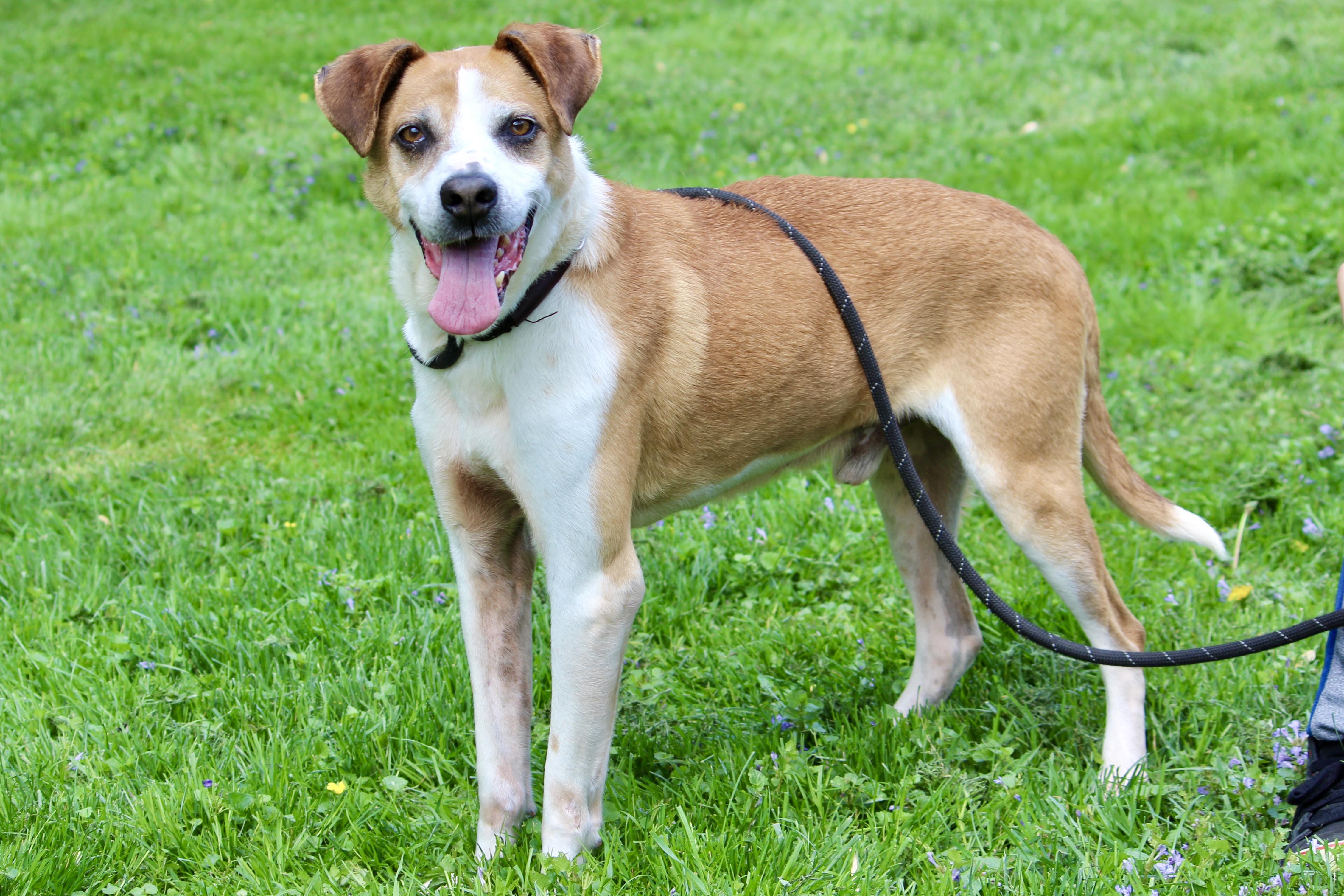 Enlarge ARCHIE, a Adopted Mixed Breed in Brazil, IN image 2/4