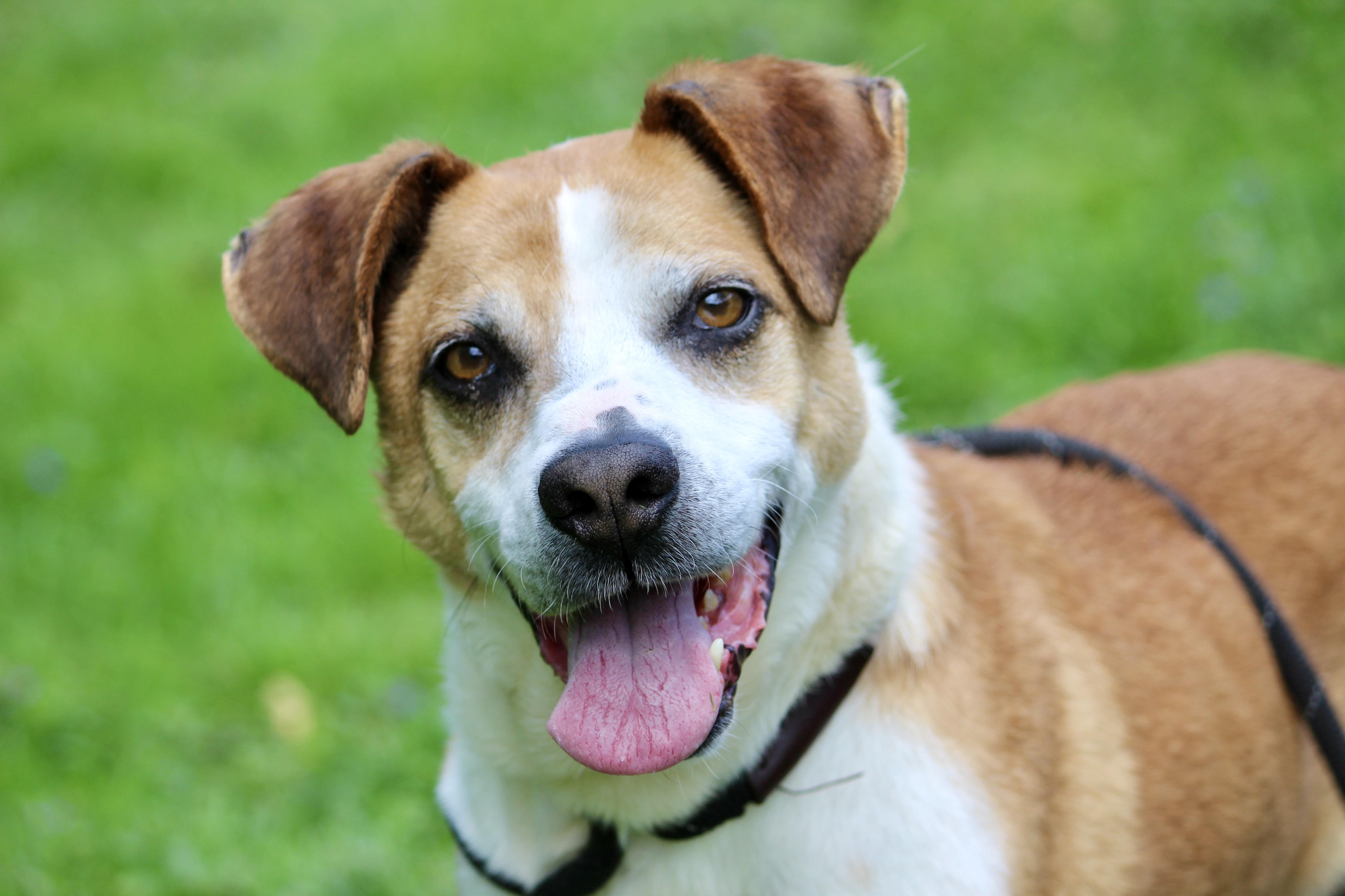 Enlarge ARCHIE, a Adopted Mixed Breed in Brazil, IN image 1/4