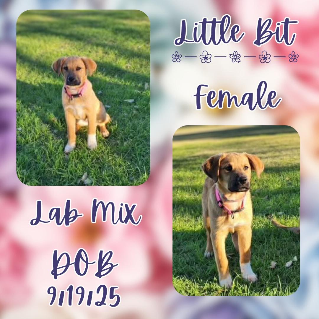 Little Bit, adopted, Puppy Female Labrador Retriever.