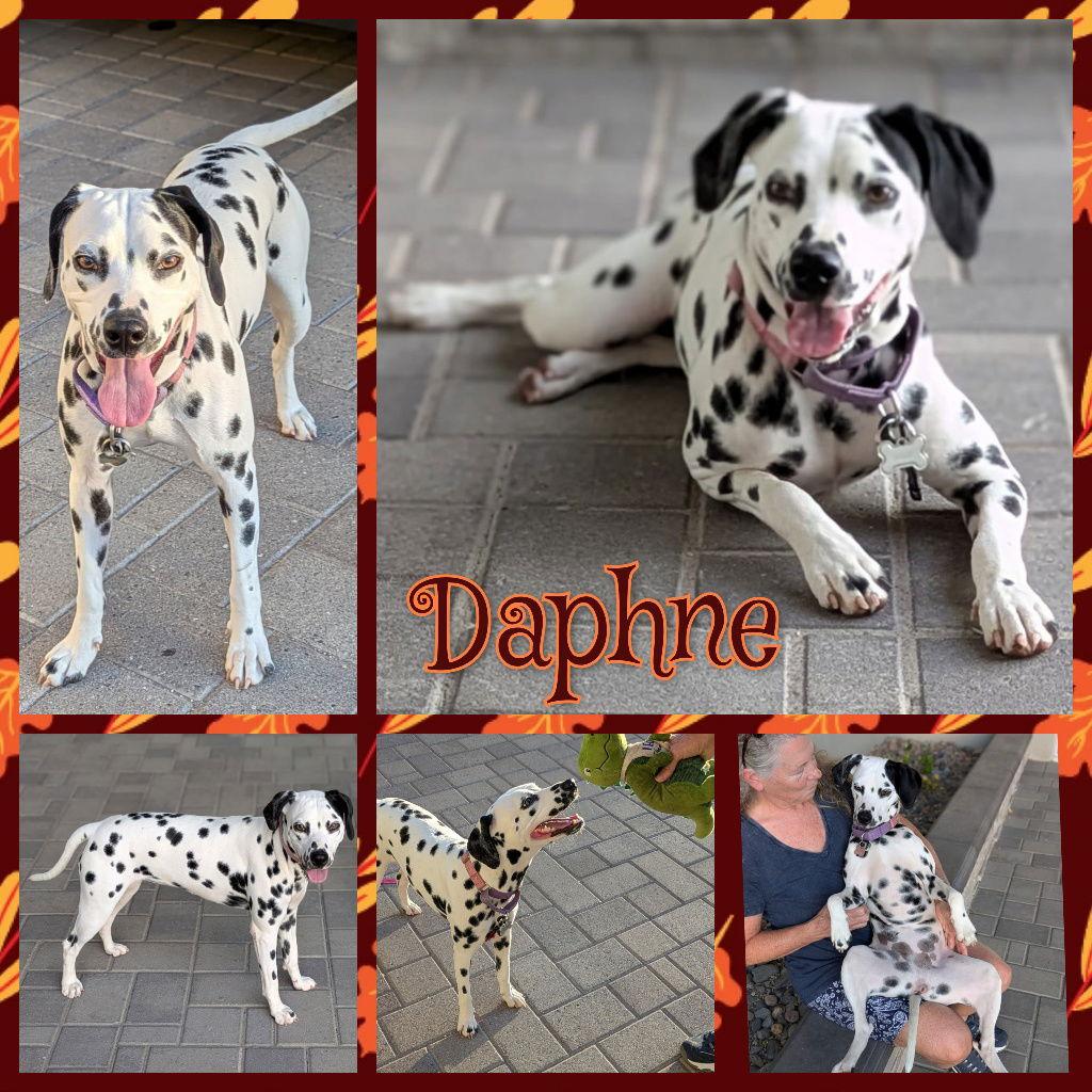 Enlarge Daphne, a Adopted Dalmatian in Colorado Springs, CO image 1/1