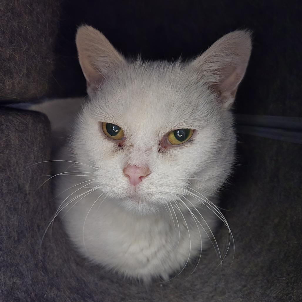 Wendy 26-152, Adoptable, Senior Female Domestic Short Hair.