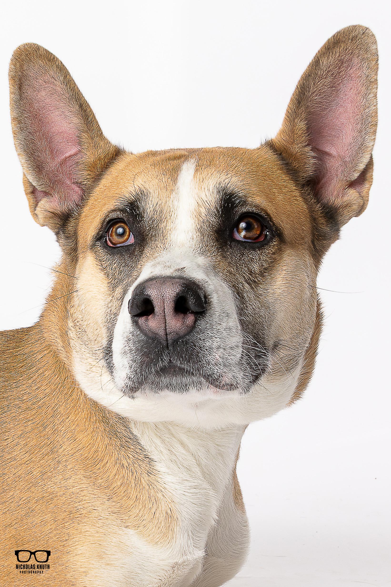 Daphne, ADOPTABLE, Young Female German Shepherd Dog.