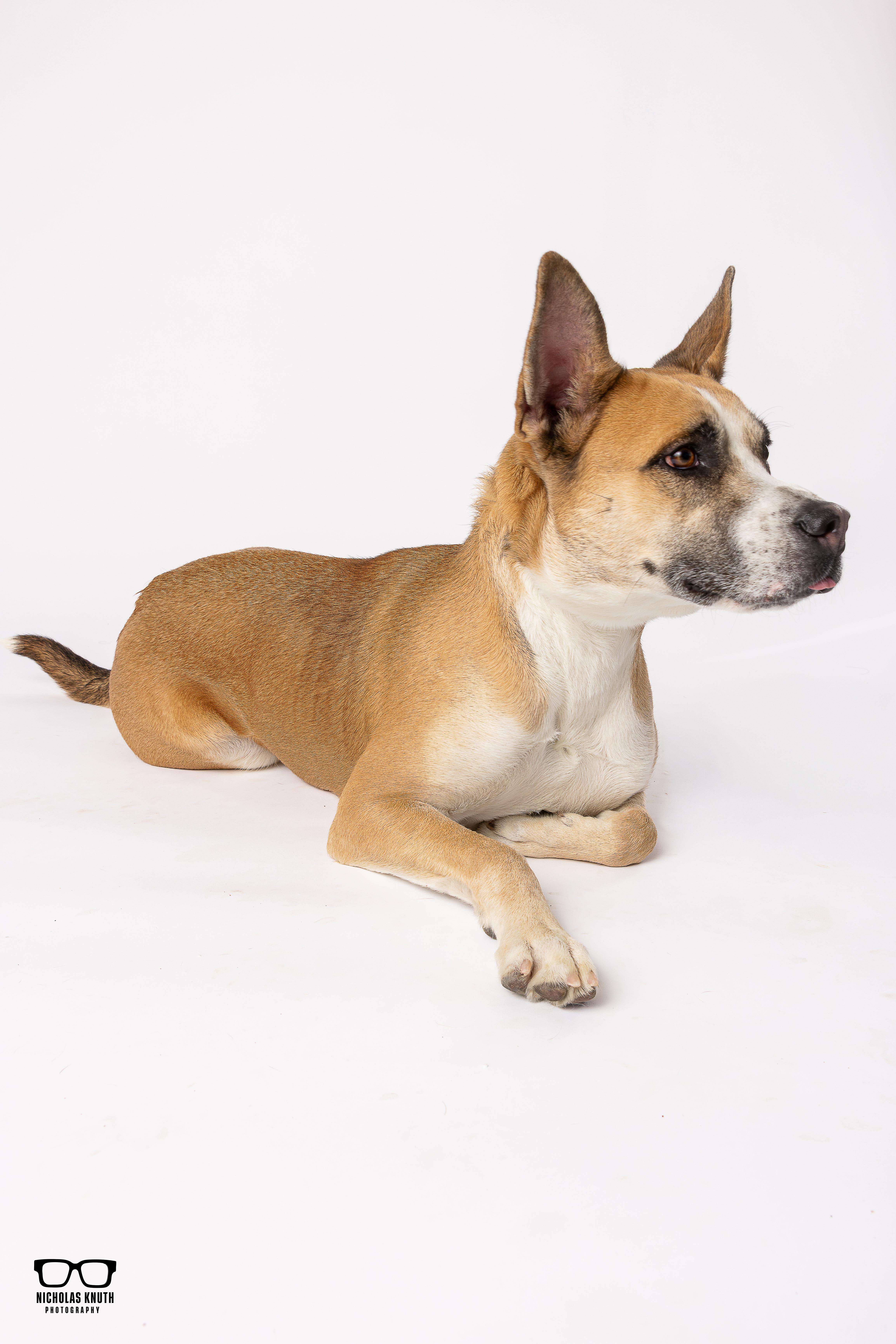 Enlarge Daphne, a ADOPTABLE mixed breed in Palatine, IL image 3/6
