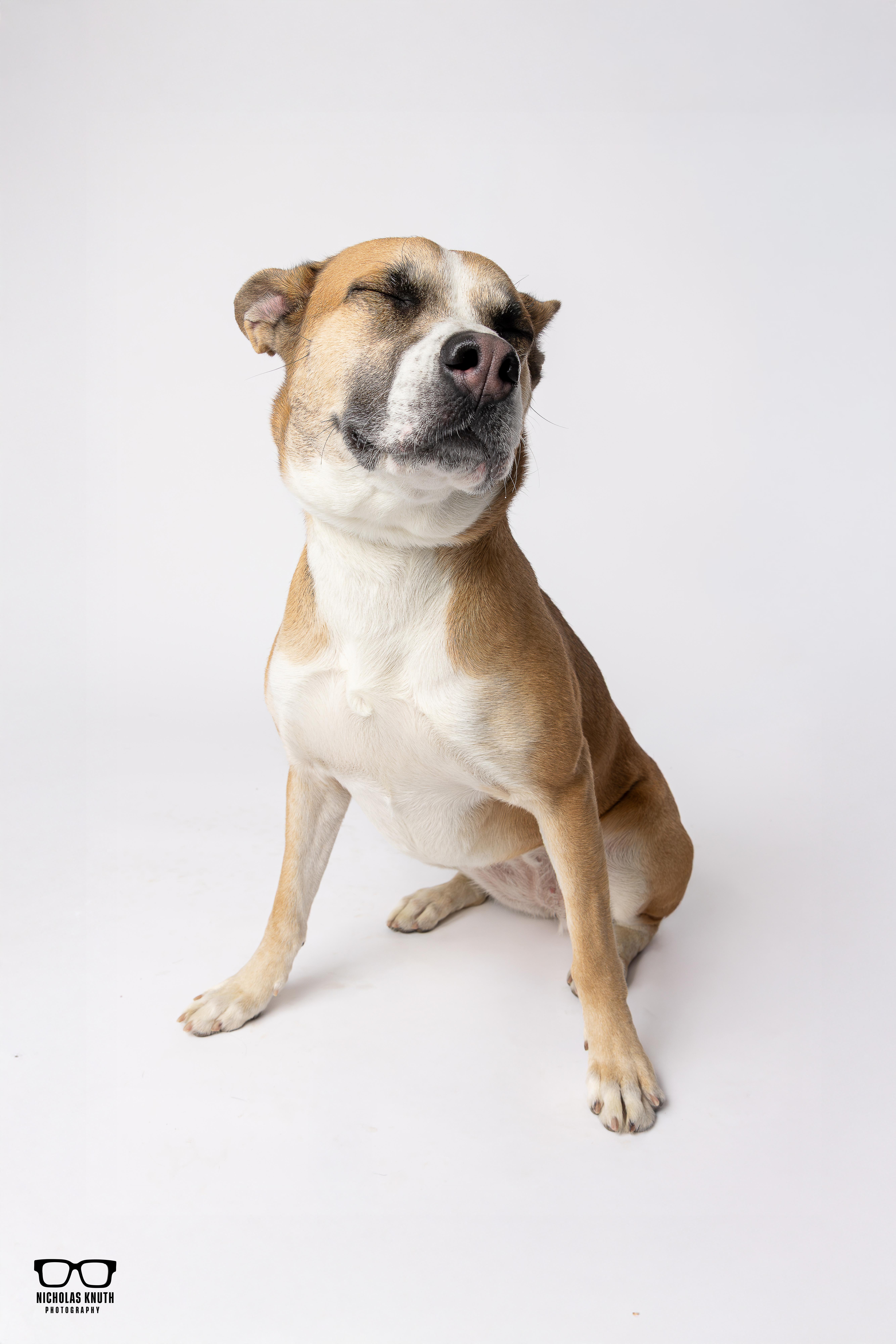 Enlarge Daphne, a ADOPTABLE mixed breed in Palatine, IL image 5/6