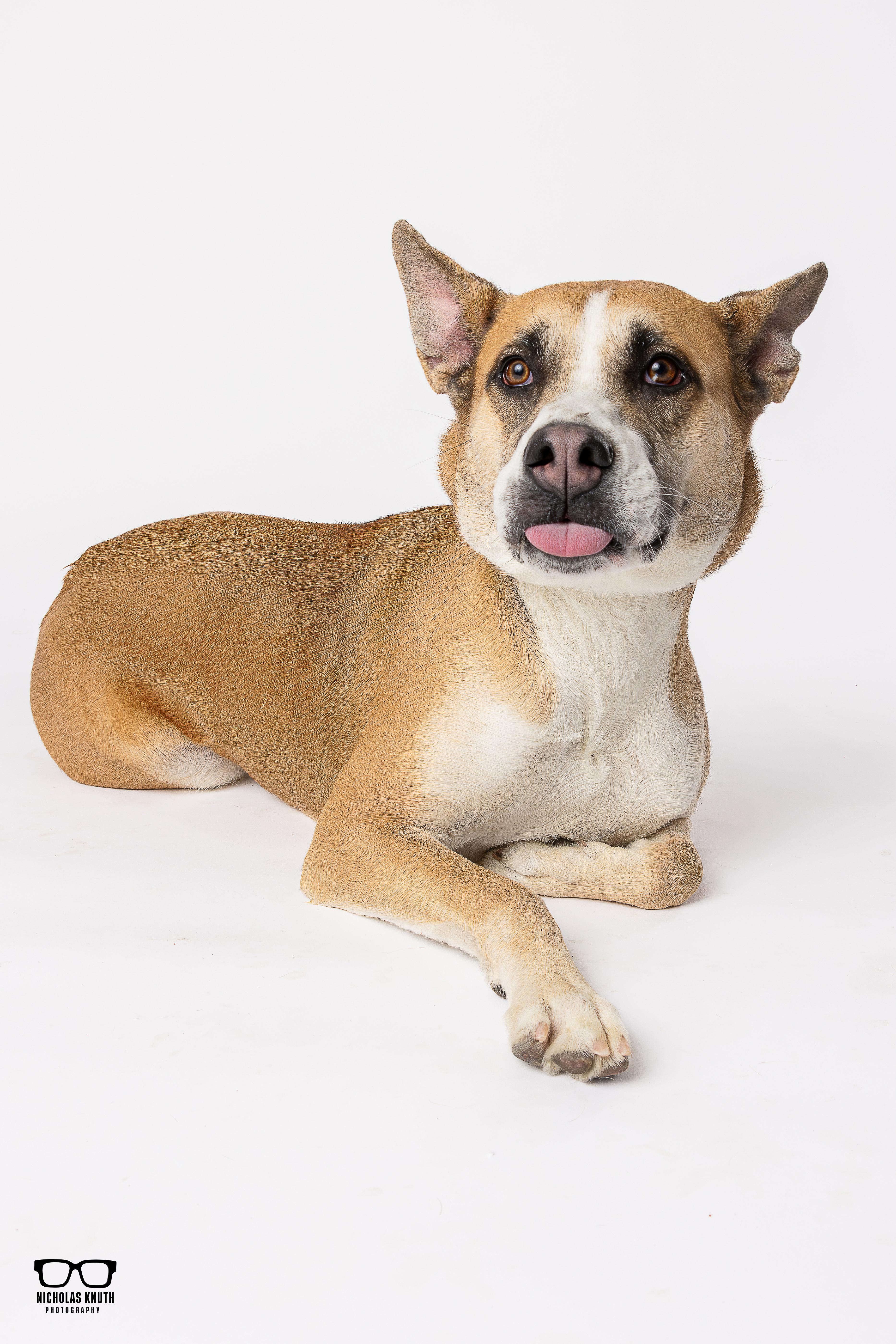 Enlarge Daphne, a ADOPTABLE mixed breed in Palatine, IL image 2/6