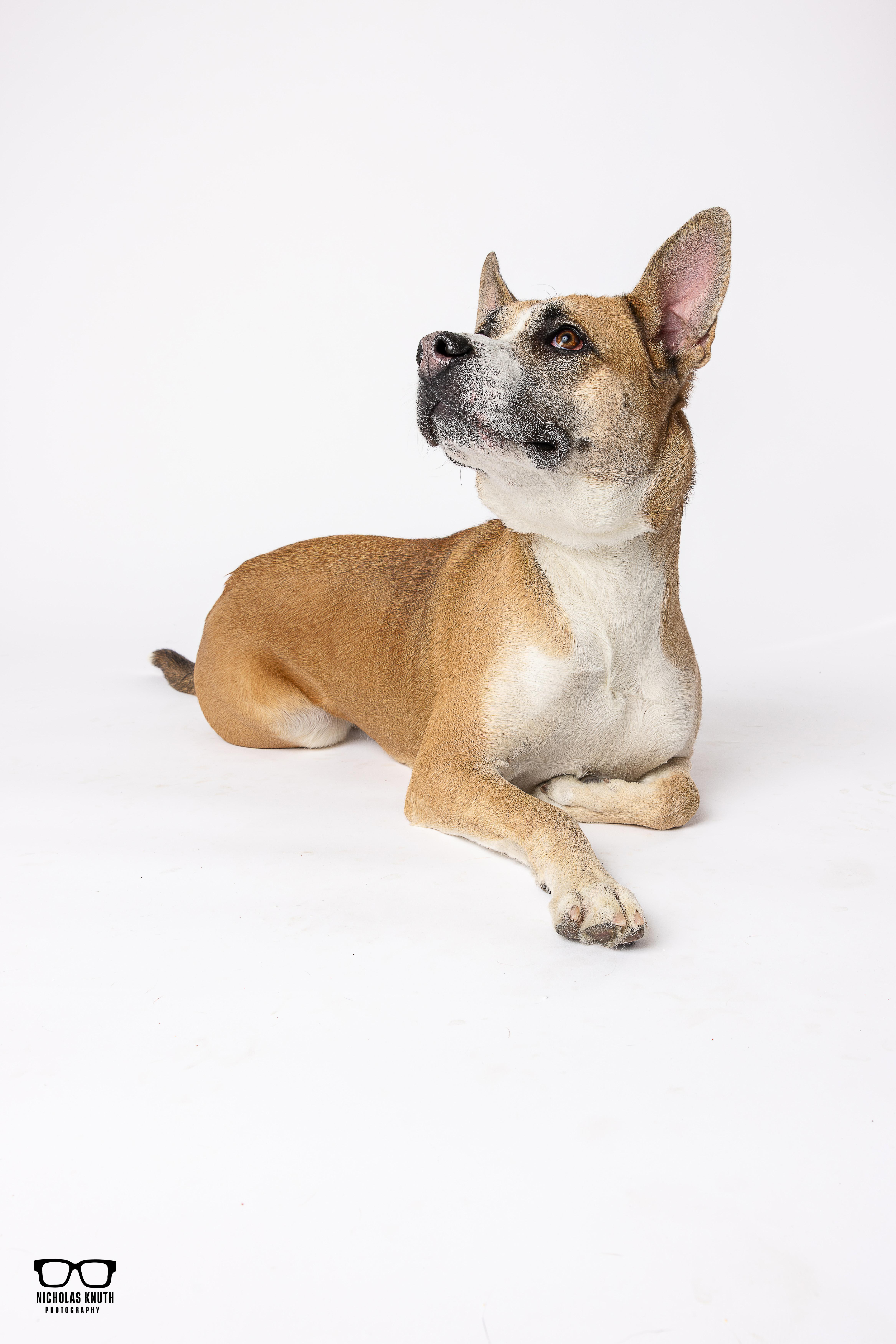 Enlarge Daphne, a ADOPTABLE mixed breed in Palatine, IL image 4/6