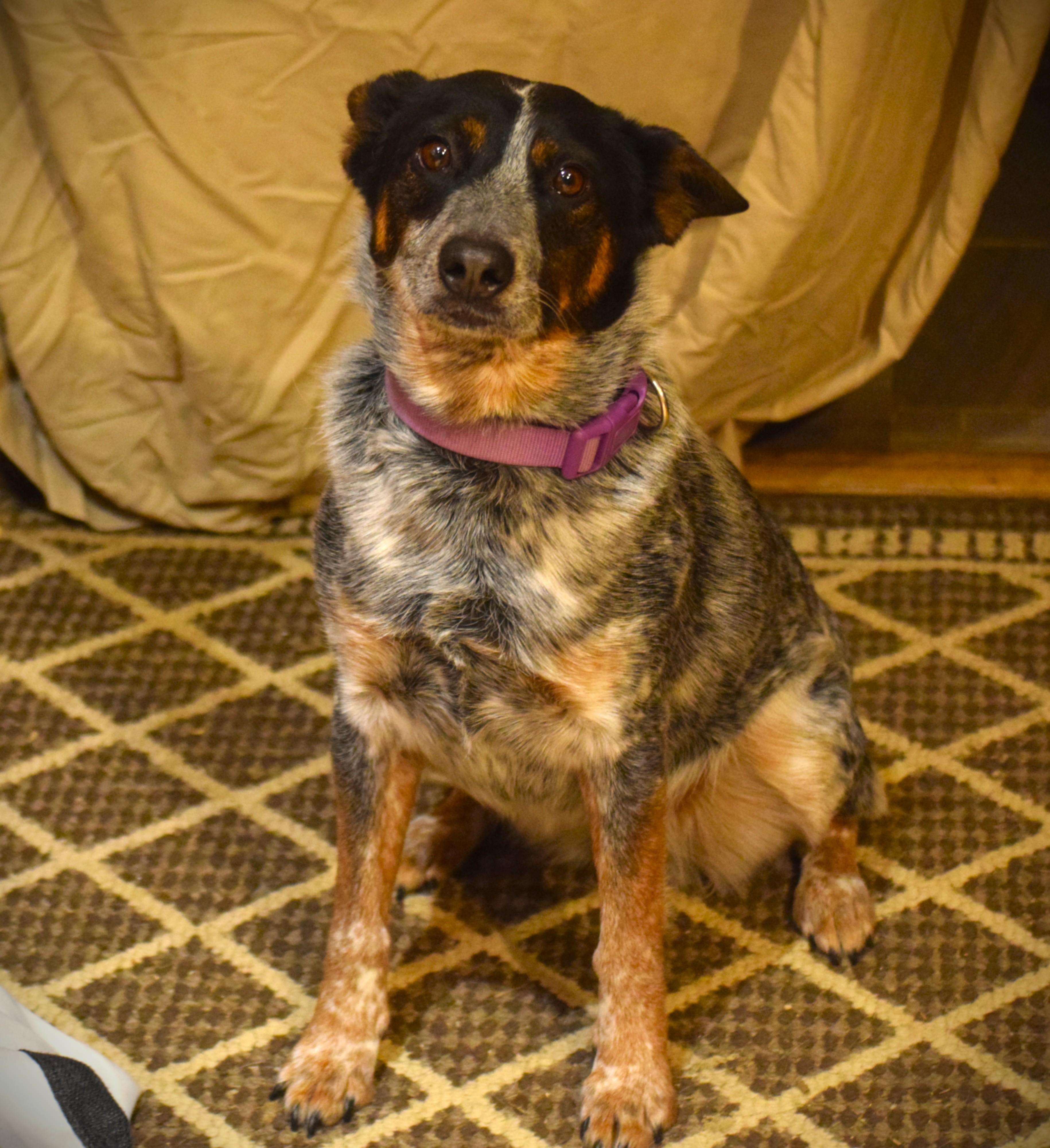 CLeah, an adopted Cattle Dog in Rockport, IN image 3/3