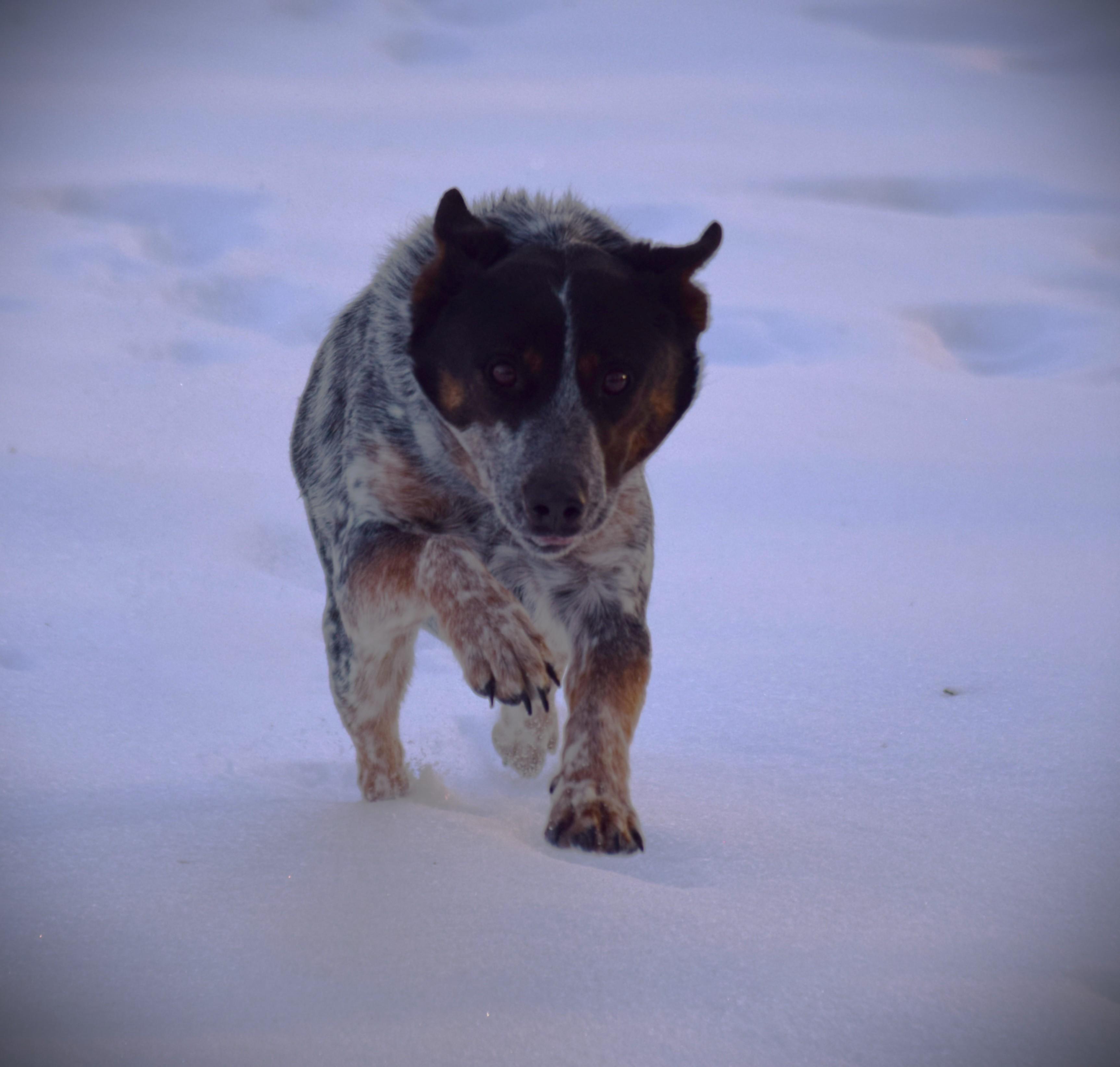 CLeah, adopted, Young Female Cattle Dog.