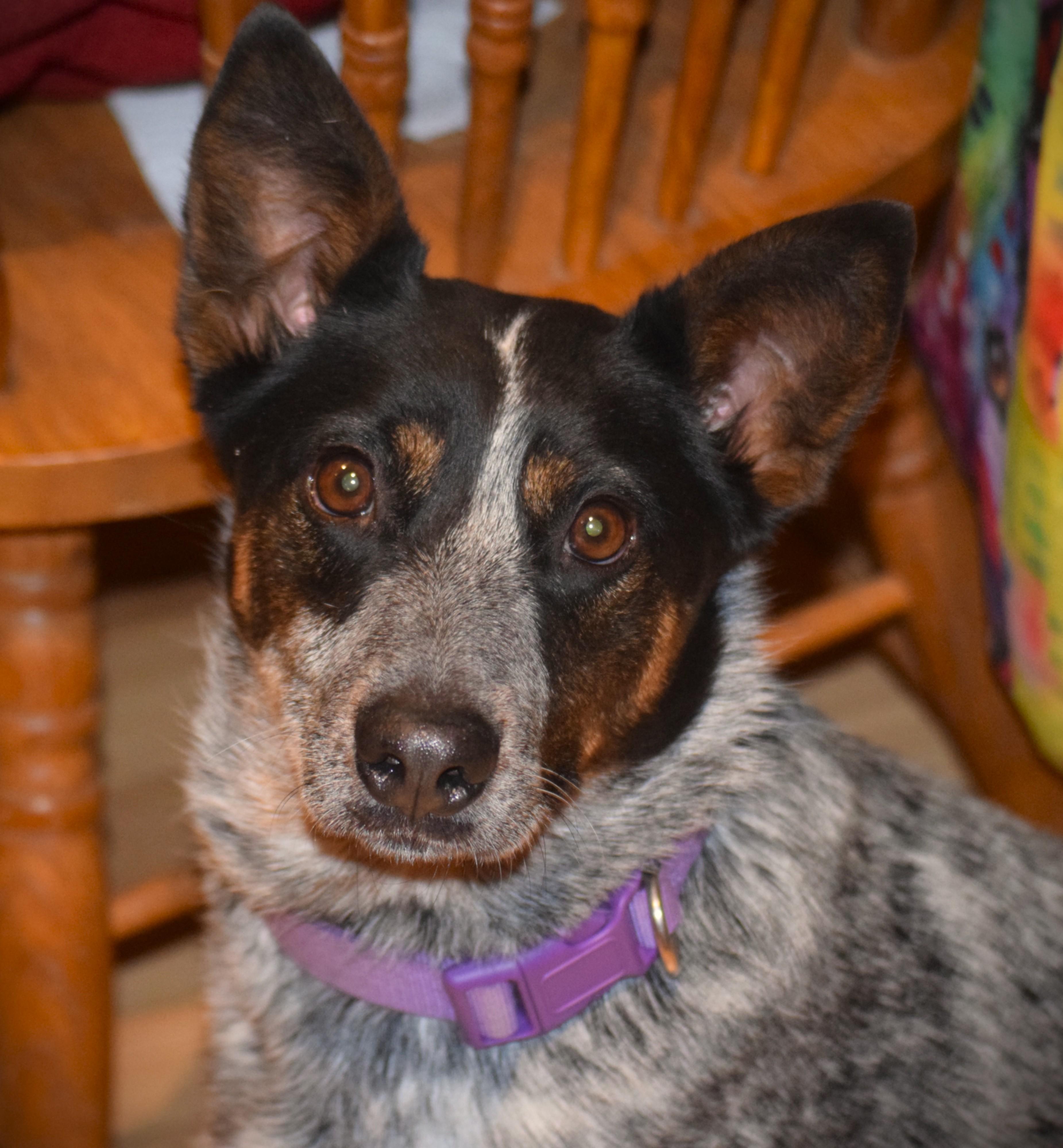 CLeah, an adopted Cattle Dog in Rockport, IN image 2/3