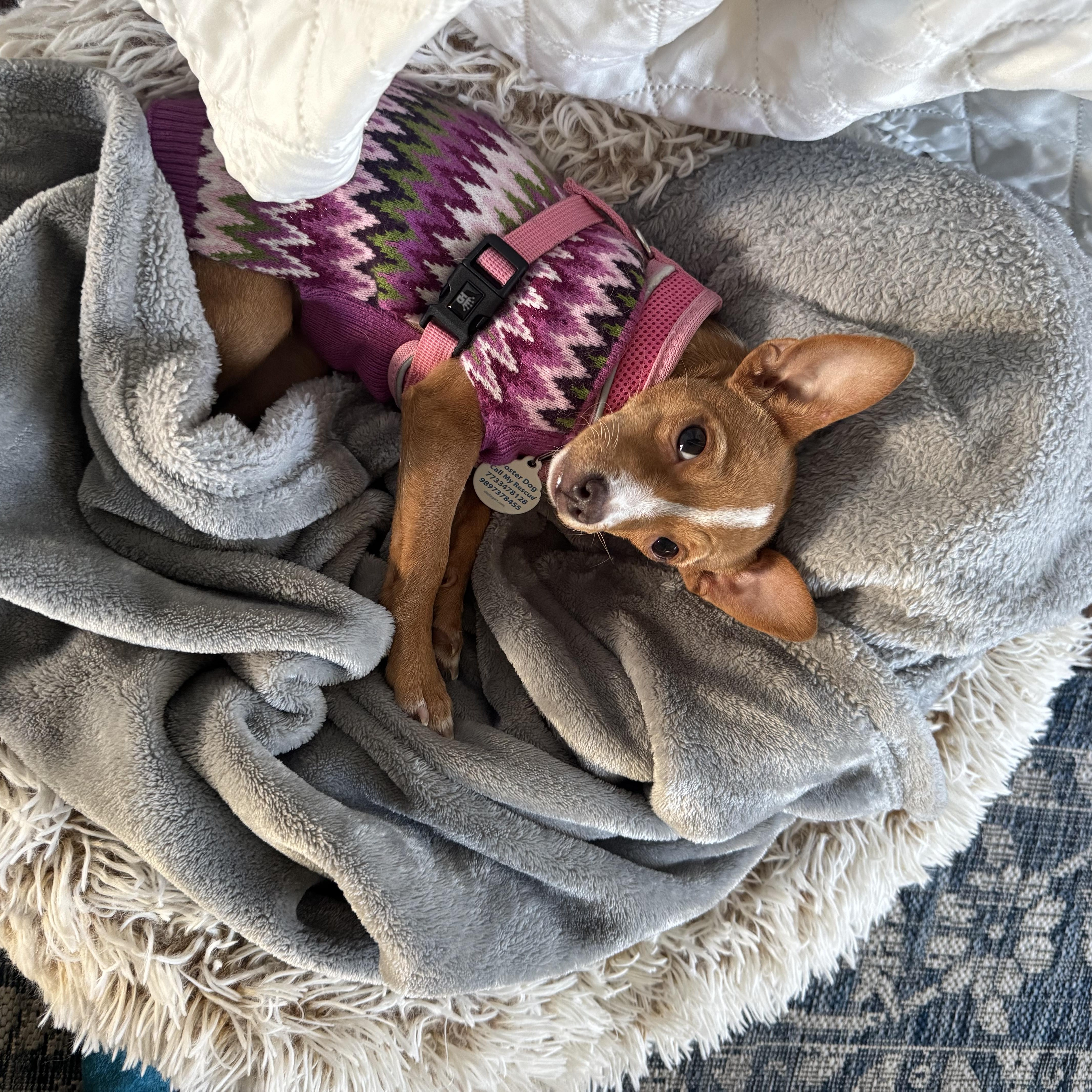 Pistachio, an adopted Chihuahua in Chicago, IL image 3/5