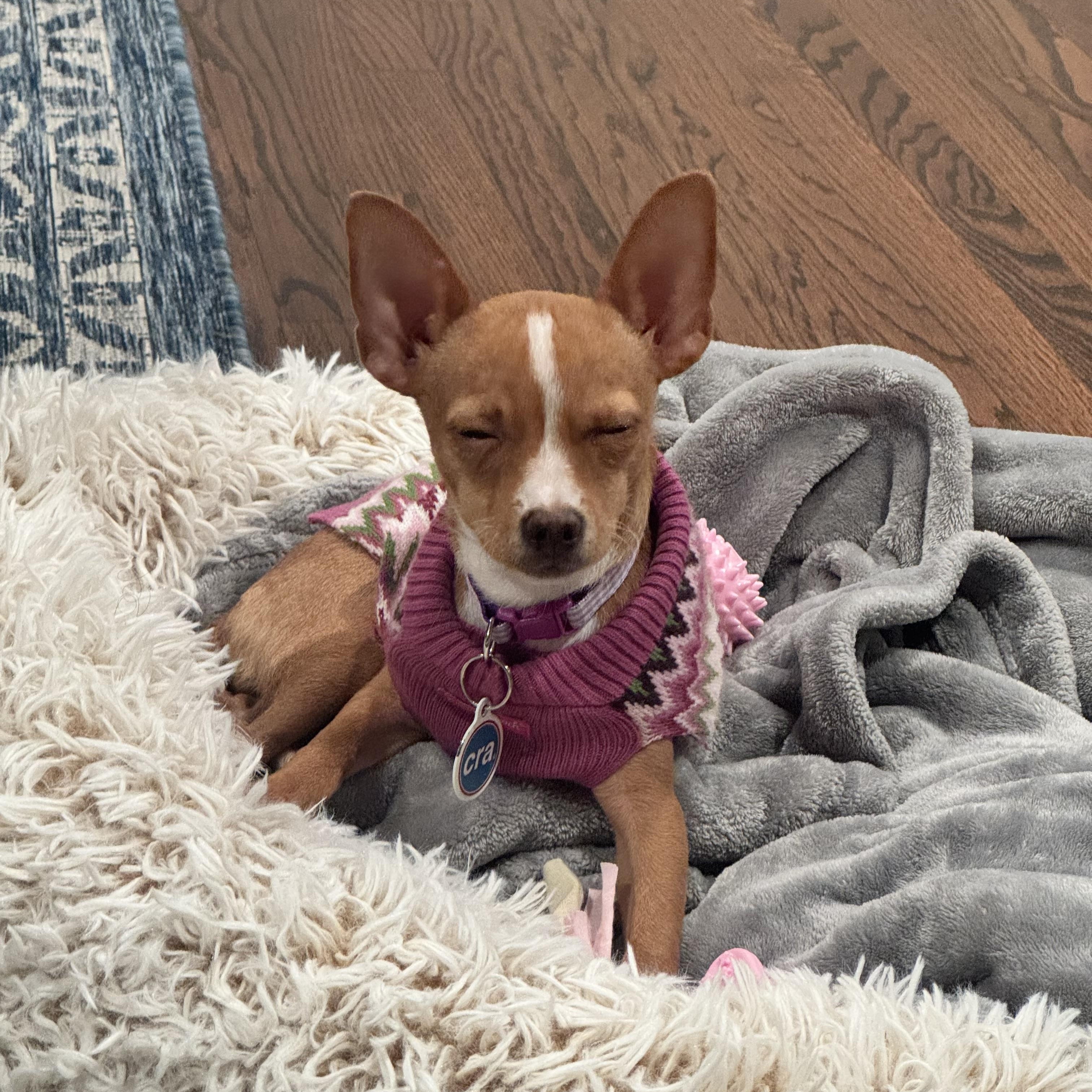 Pistachio, an adopted Chihuahua in Chicago, IL image 5/5