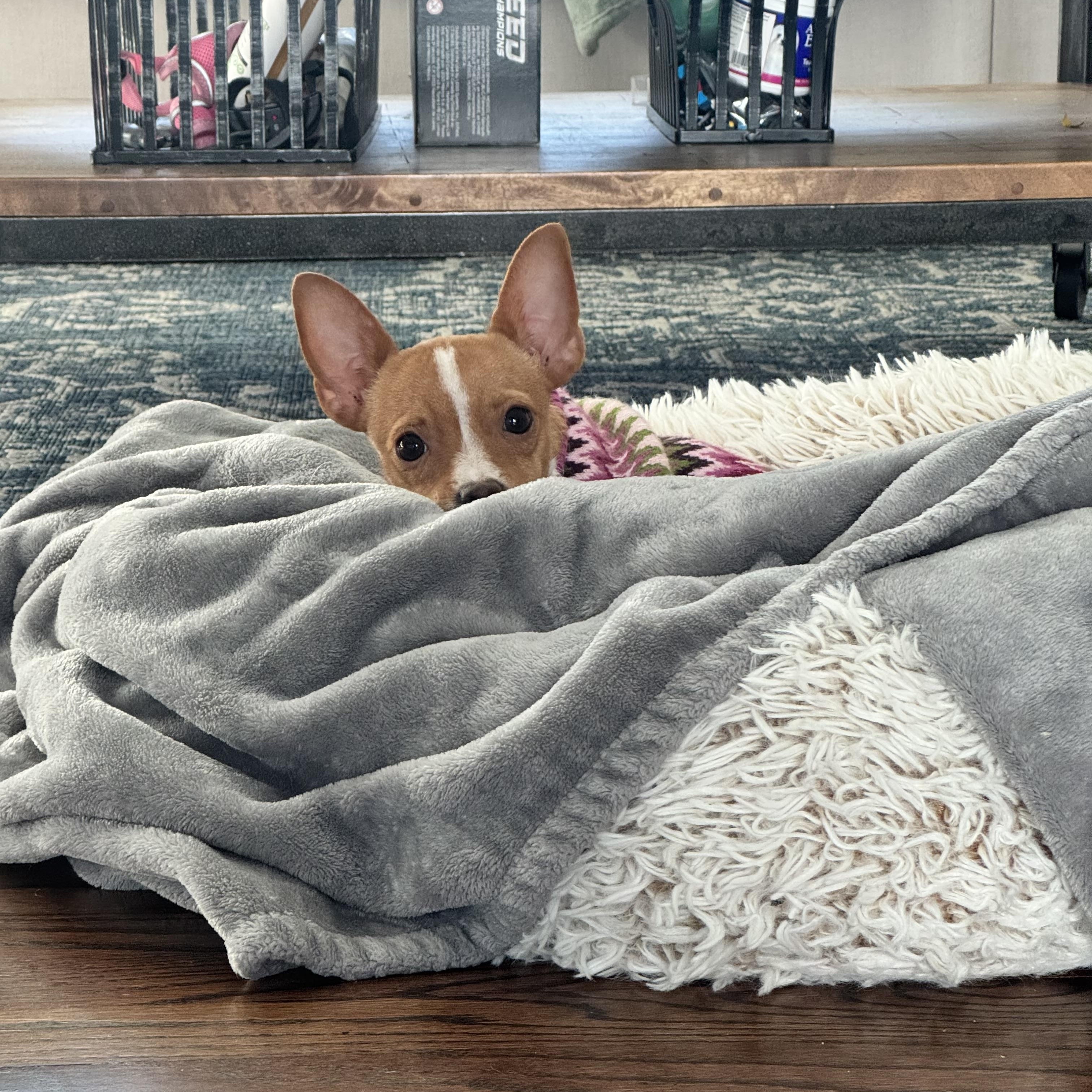 Pistachio, an adopted Chihuahua in Chicago, IL image 2/5