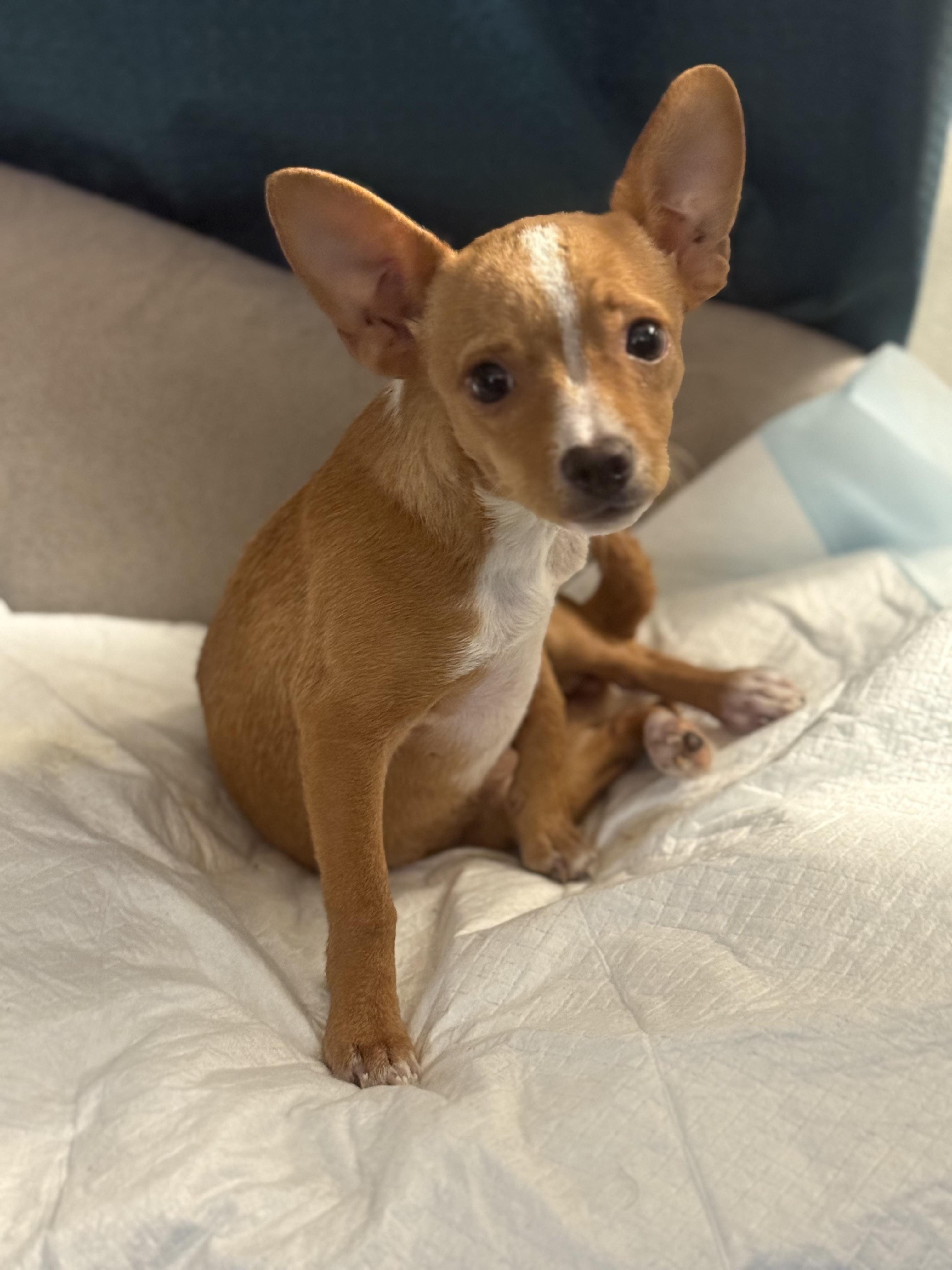 Pistachio, an adopted Chihuahua in Chicago, IL image 4/5