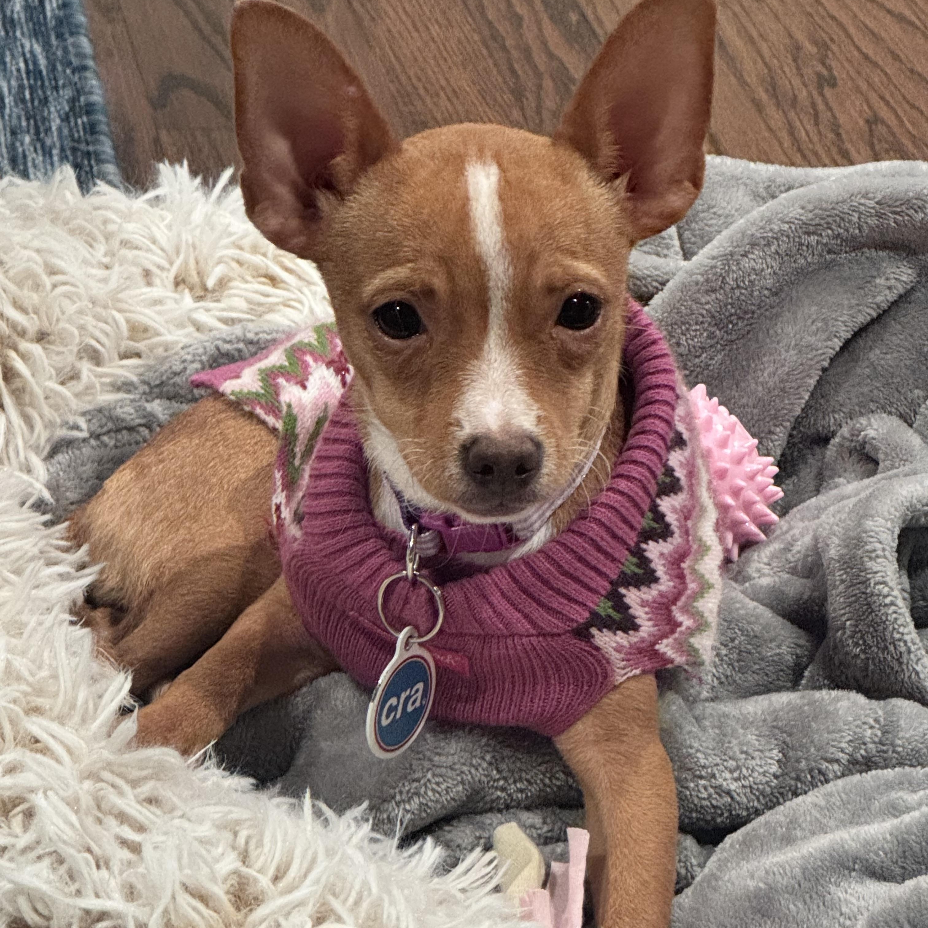 Pistachio, adopted, Young Female Chihuahua.