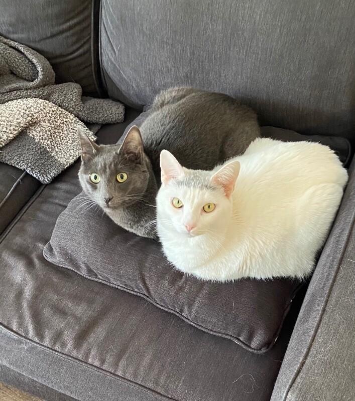 Belle bonded with Sheldon, Adoptable, Senior Female Russian Blue.