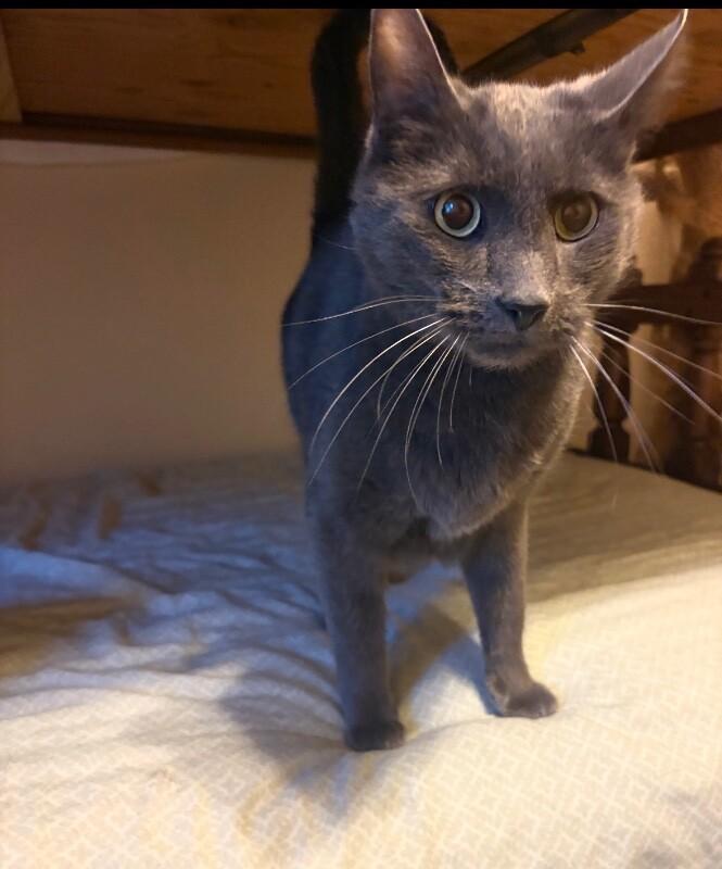 Enlarge Belle bonded with Sheldon, a Adoptable Russian Blue in Anthem, AZ image 3/3