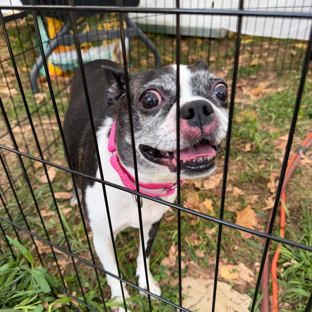 Enlarge Ethel, a Adoptable Boston Terrier in West Chester, PA image 1/6