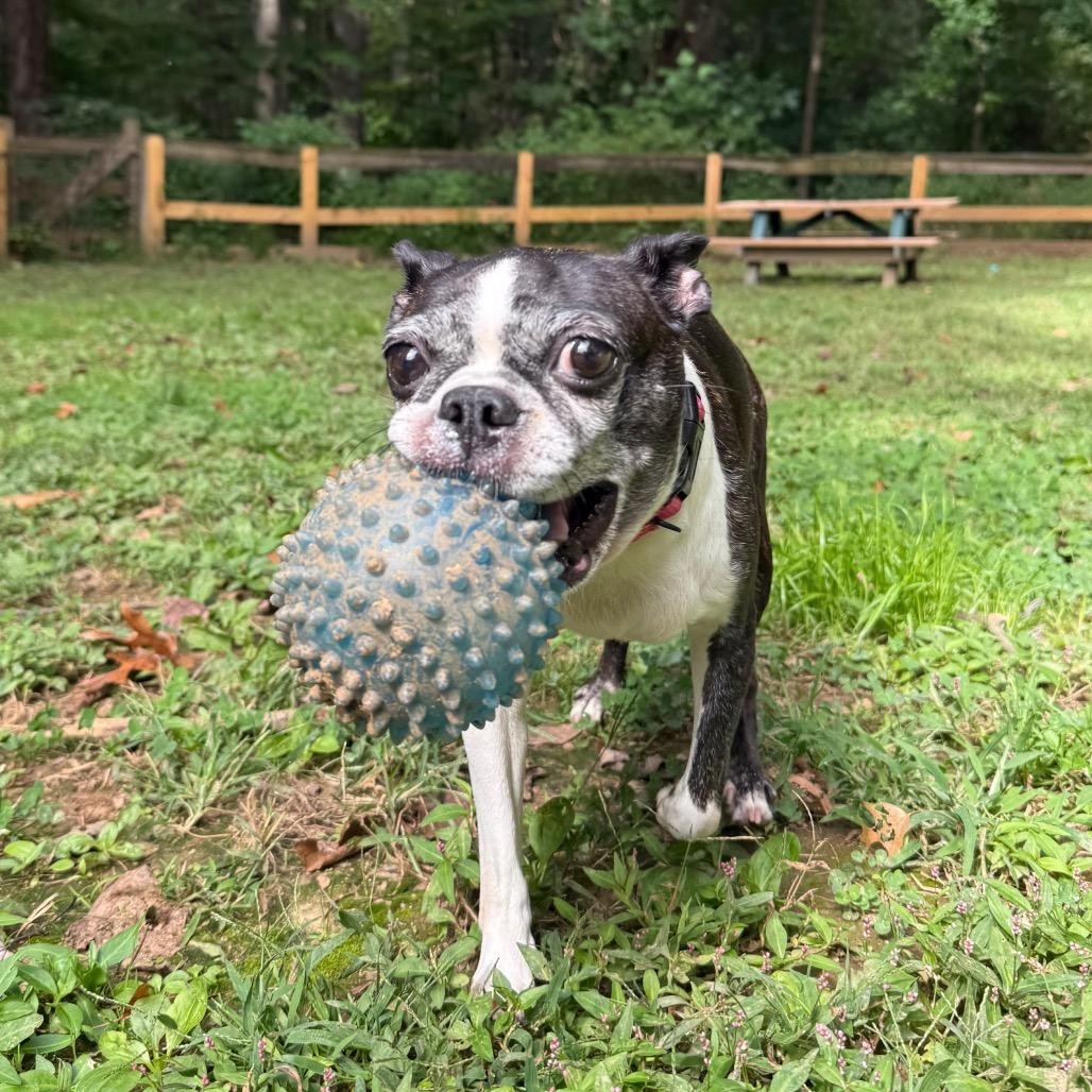 Enlarge Ethel, a Adoptable Boston Terrier in West Chester, PA image 1/6
