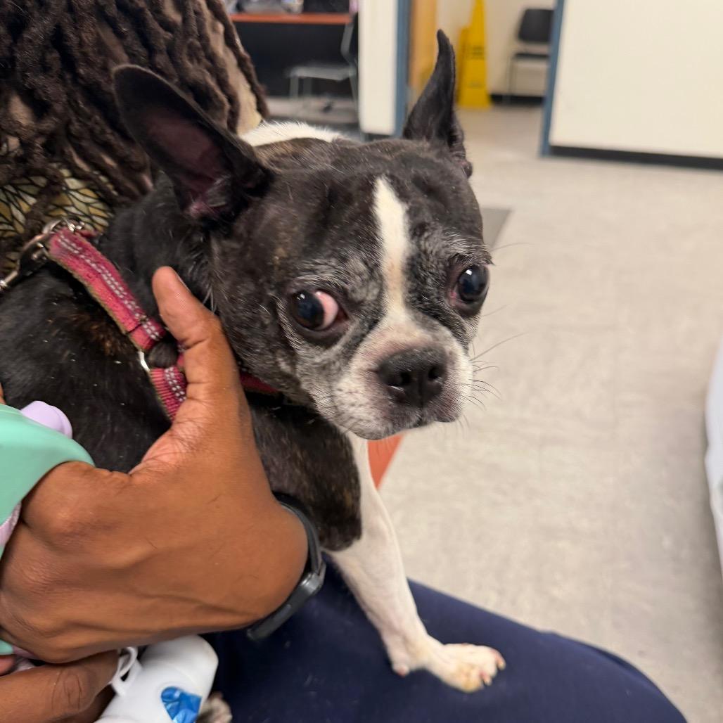 Enlarge Ethel, a Adoptable Boston Terrier in West Chester, PA image 2/6