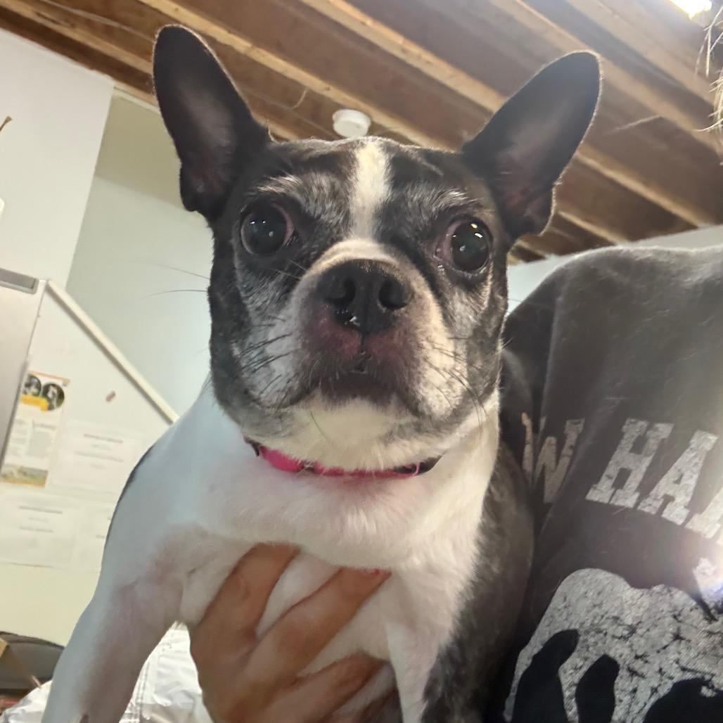 Enlarge Ethel, a Adoptable Boston Terrier in West Chester, PA image 3/6