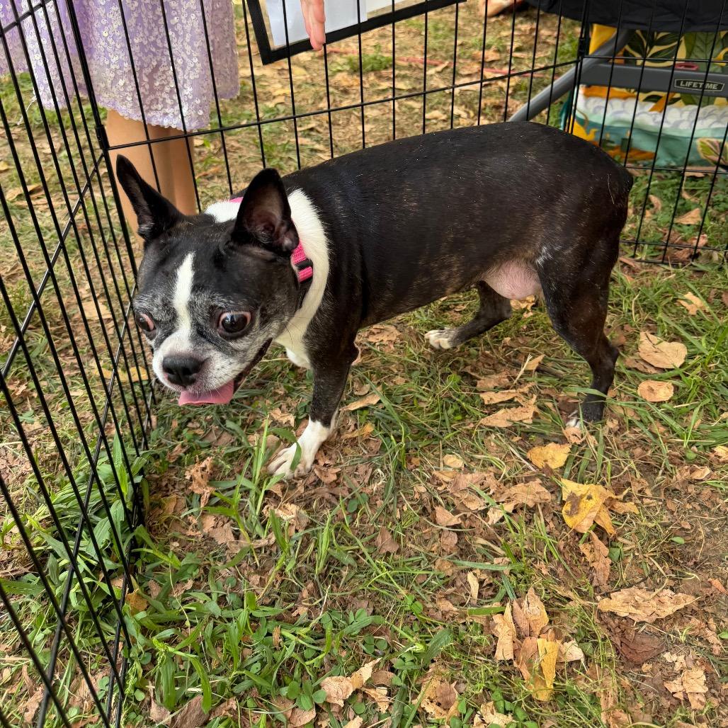 Enlarge Ethel, a Adoptable Boston Terrier in West Chester, PA image 4/6